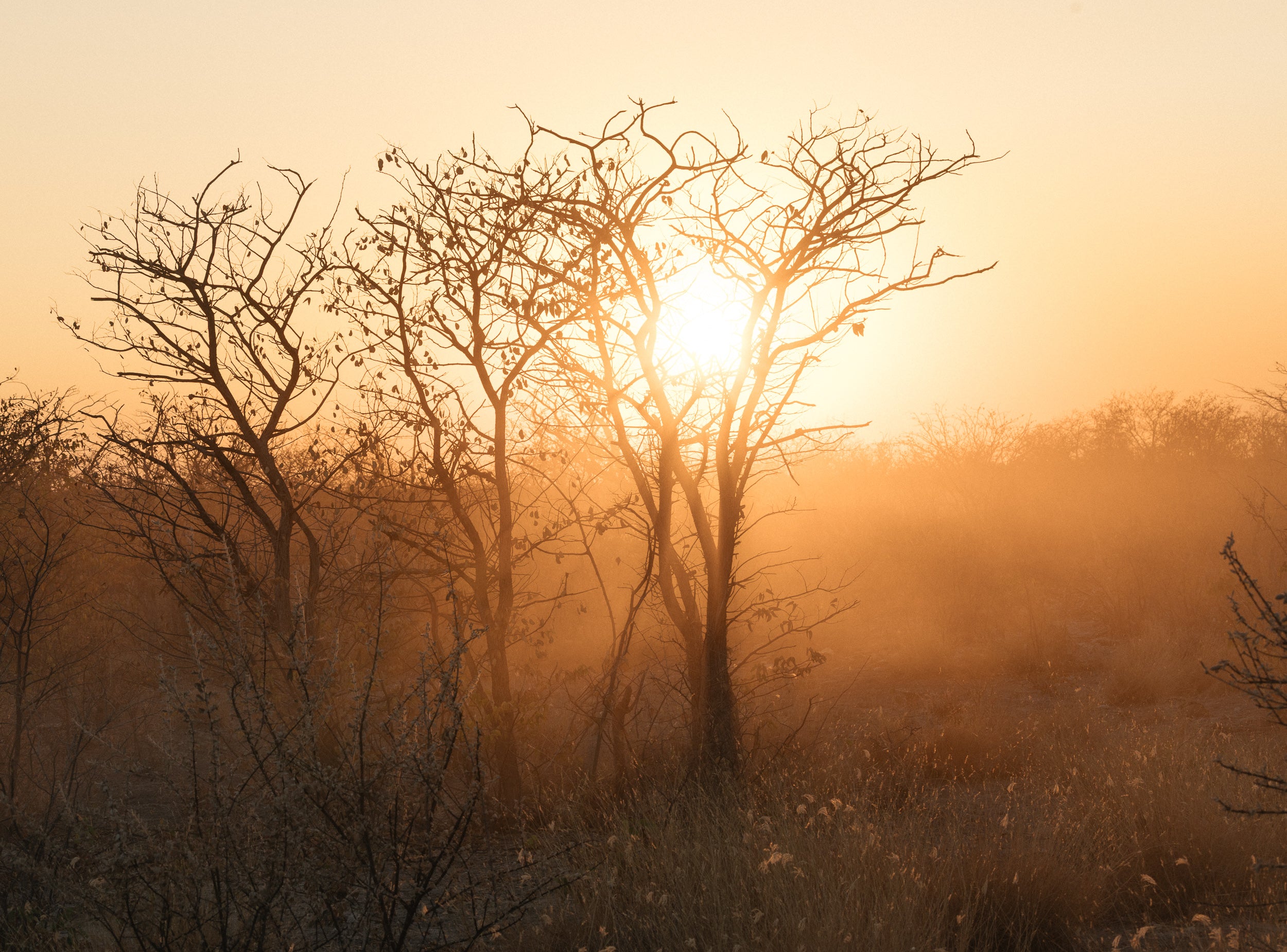  Etosha Park, Namibia Copyright Opera Campi