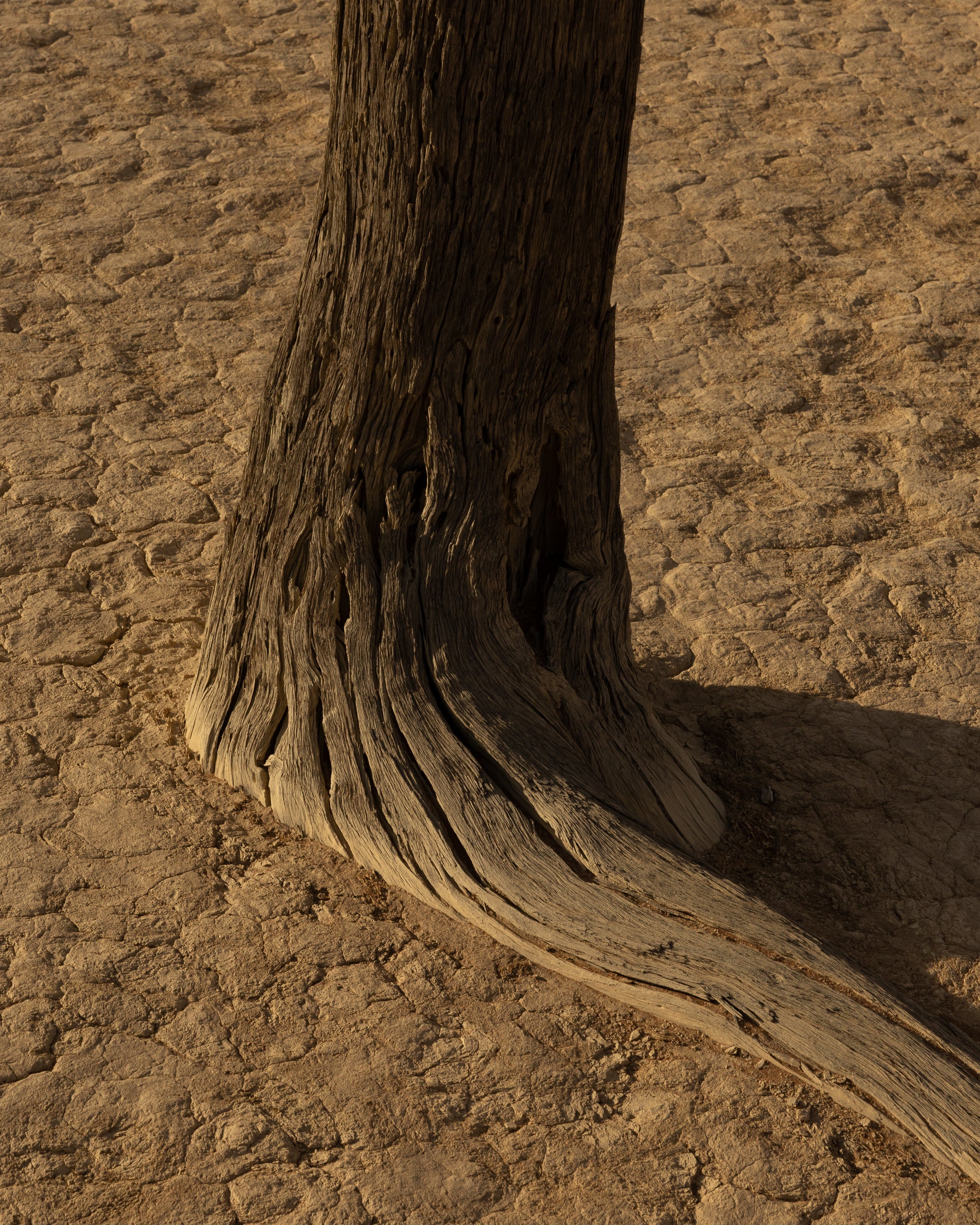  Sossusvlei Copyright Opera Campi