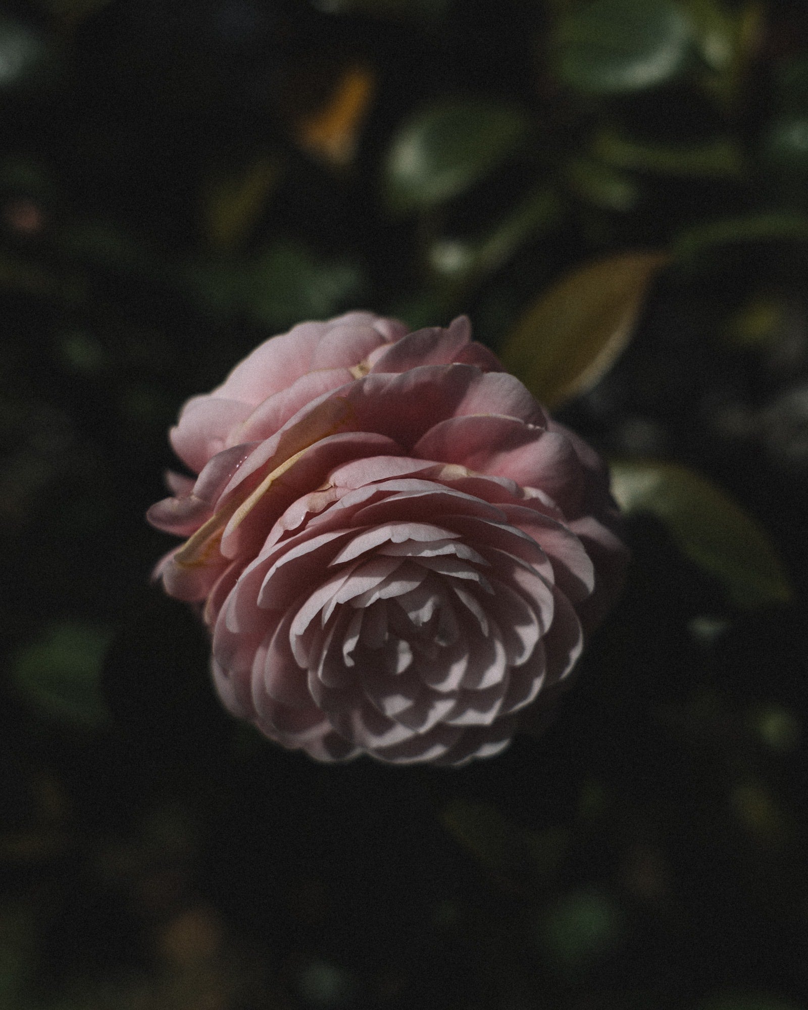   Copyright Opera Campi