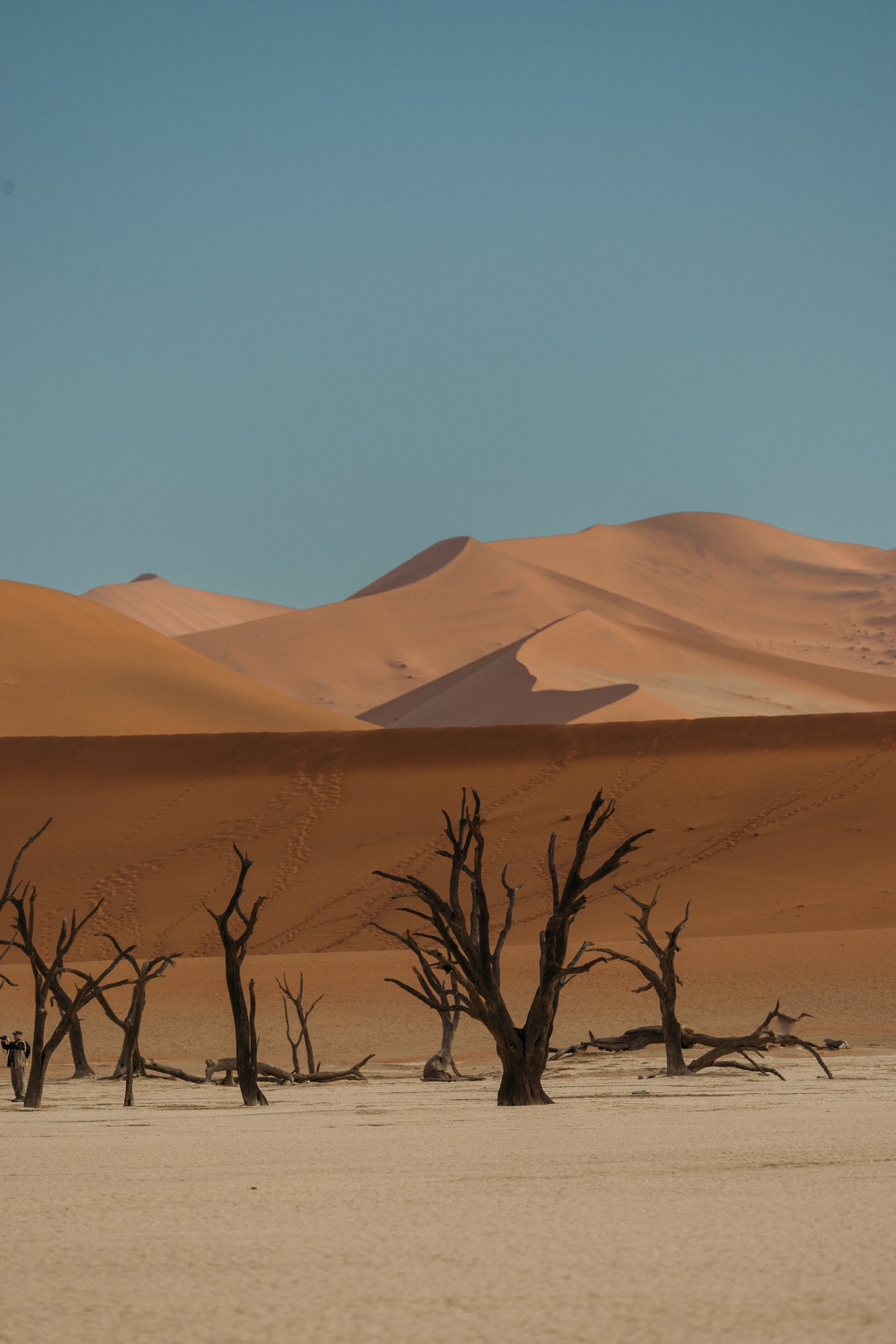   Copyright Opera Campi