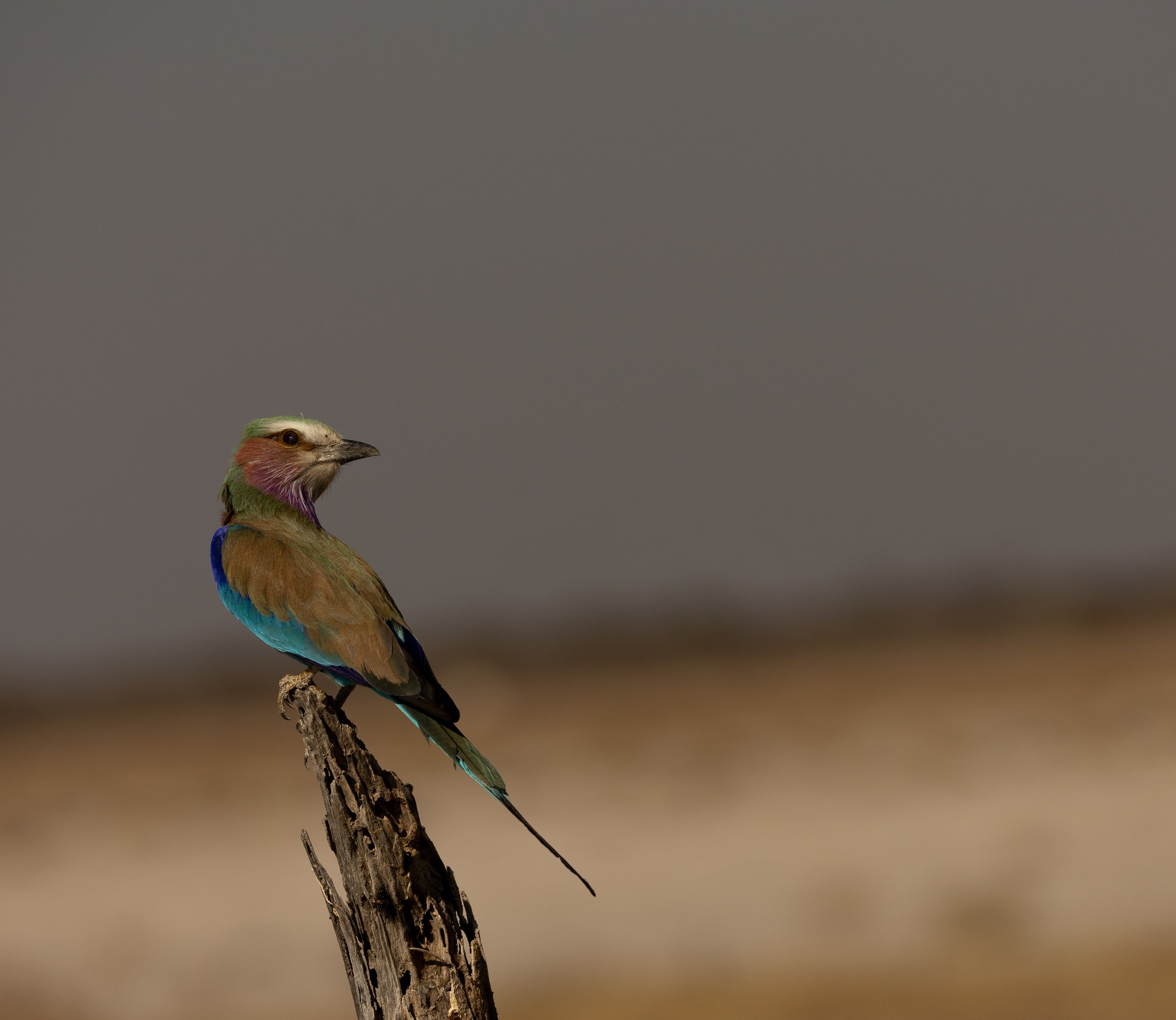   Copyright Opera Campi