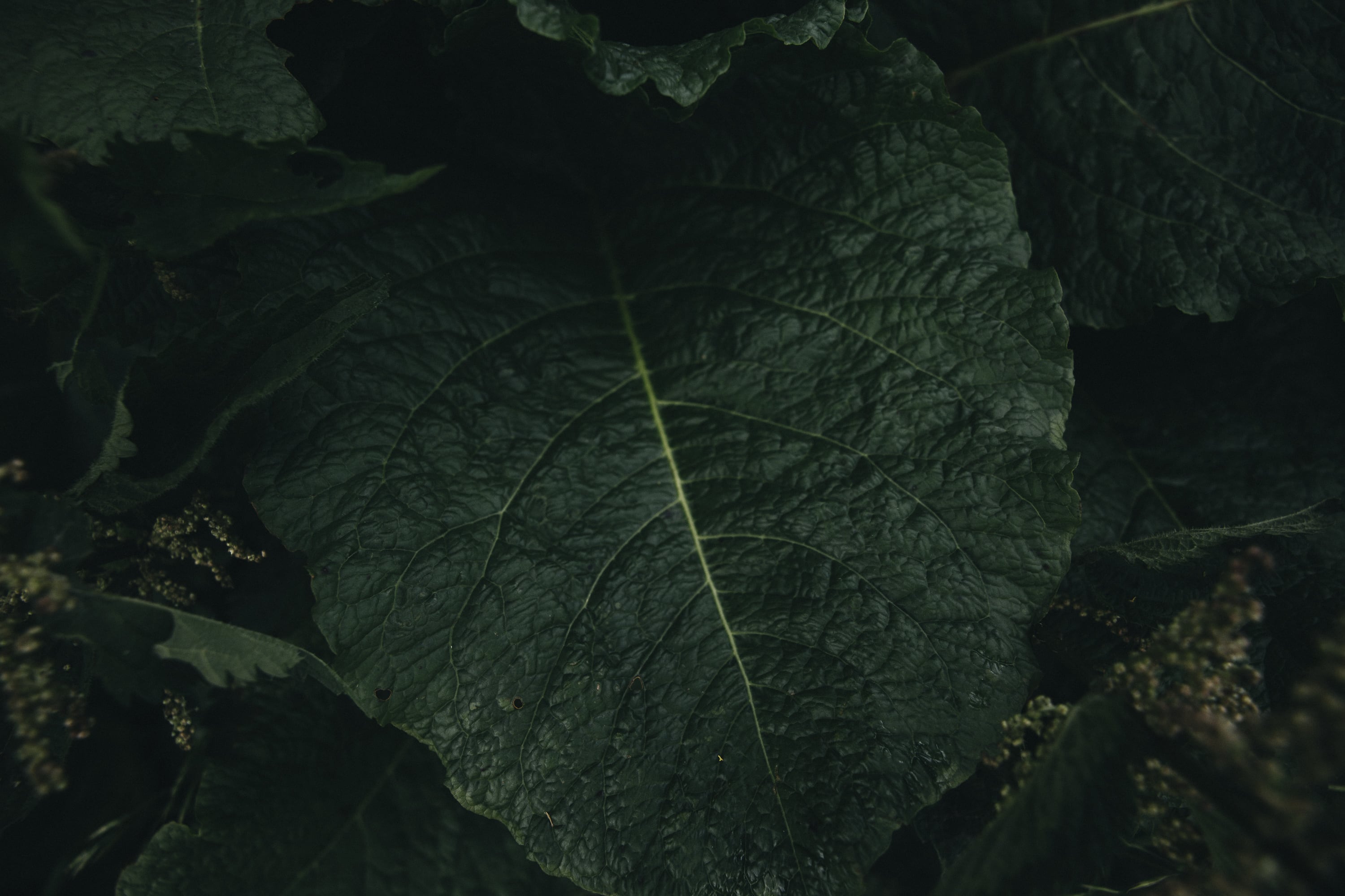   Copyright Opera Campi