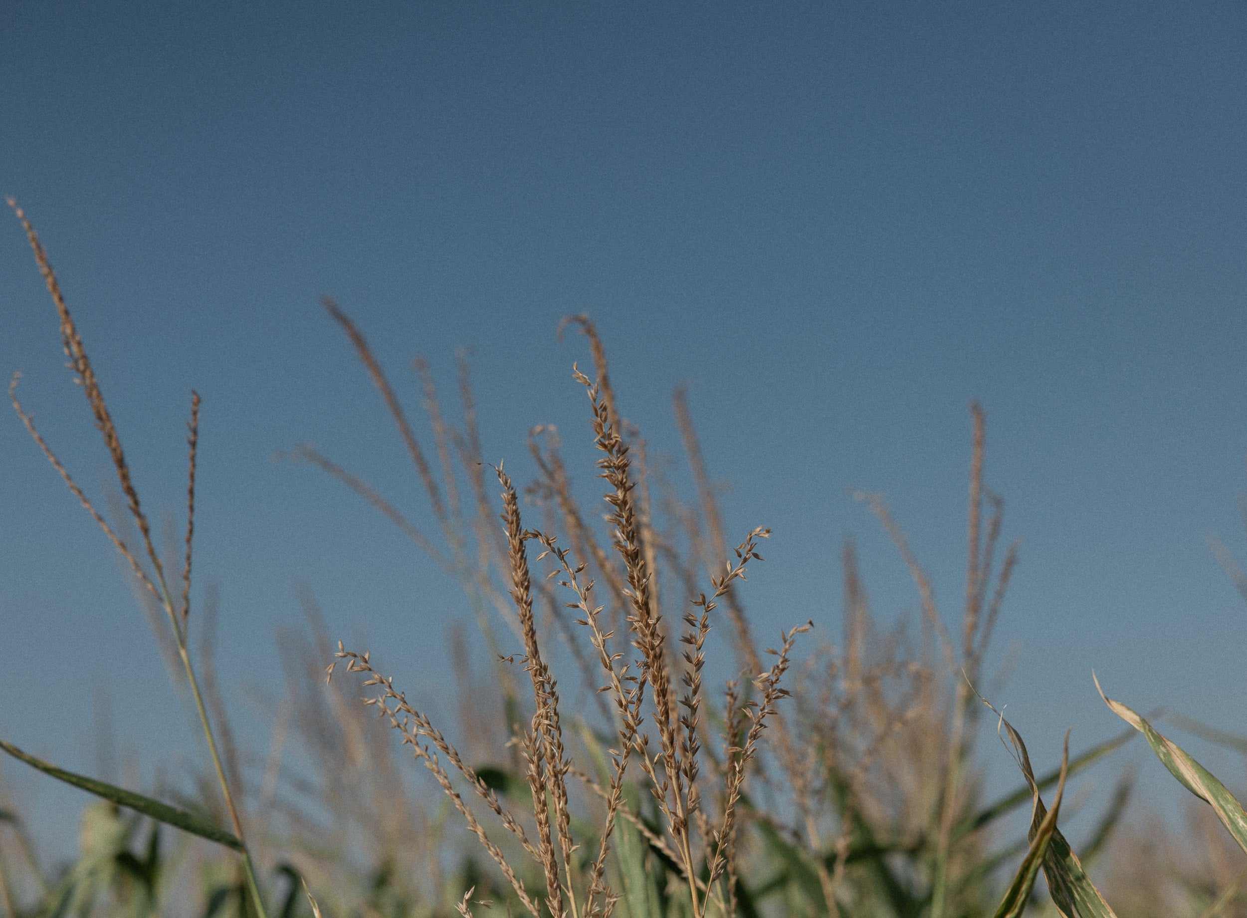   Copyright Opera Campi