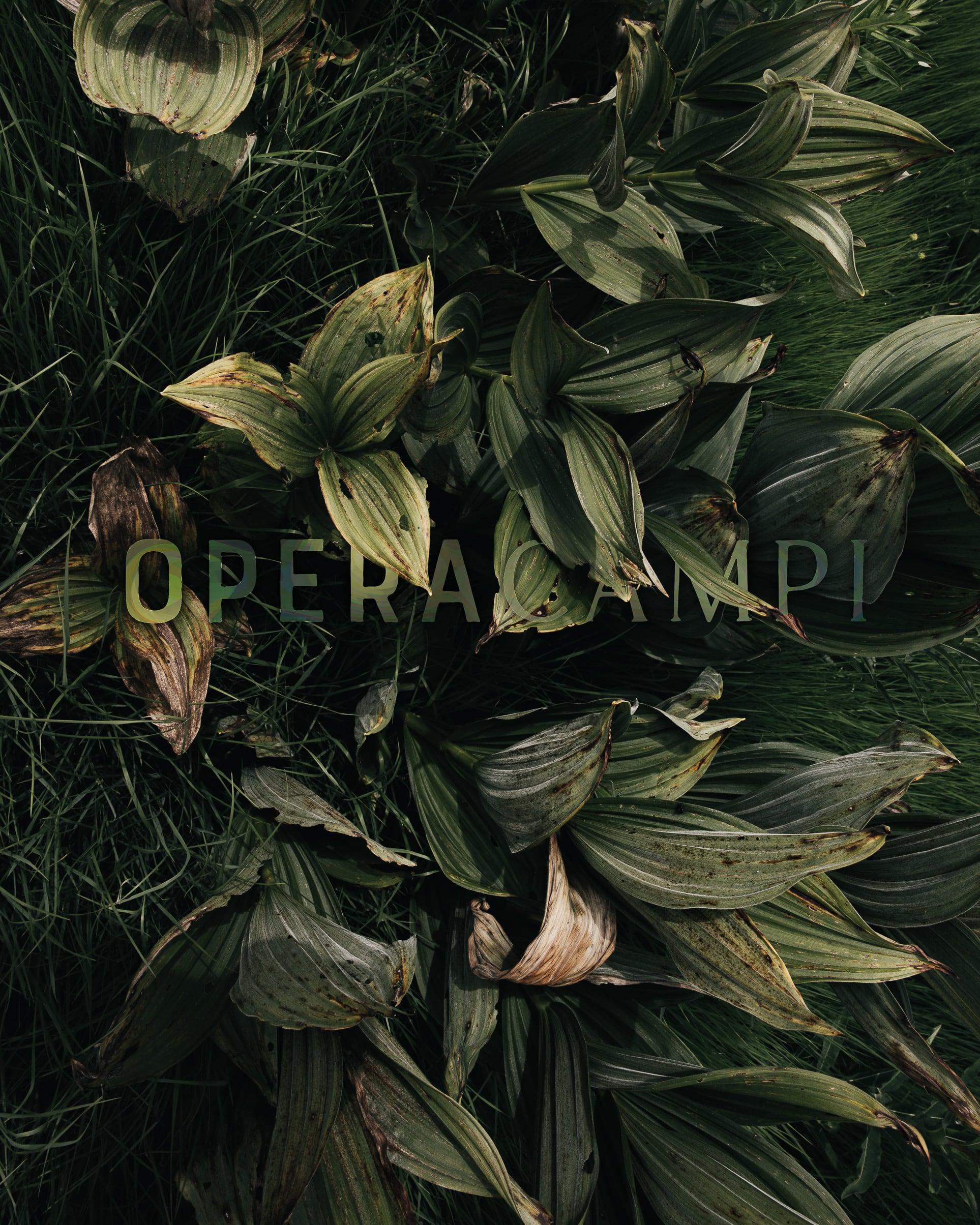  Via del Sale Piemonte Copyright Opera Campi