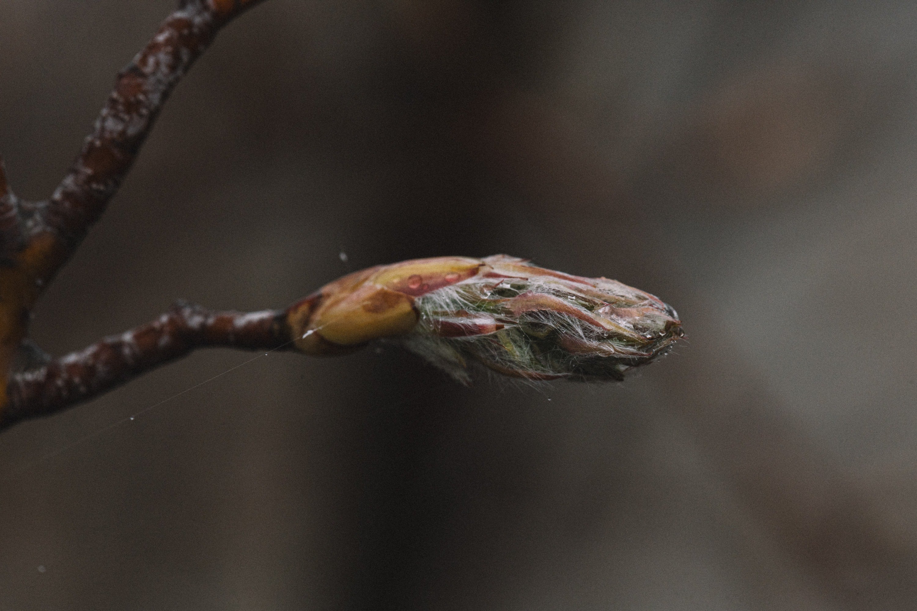   Copyright Opera Campi