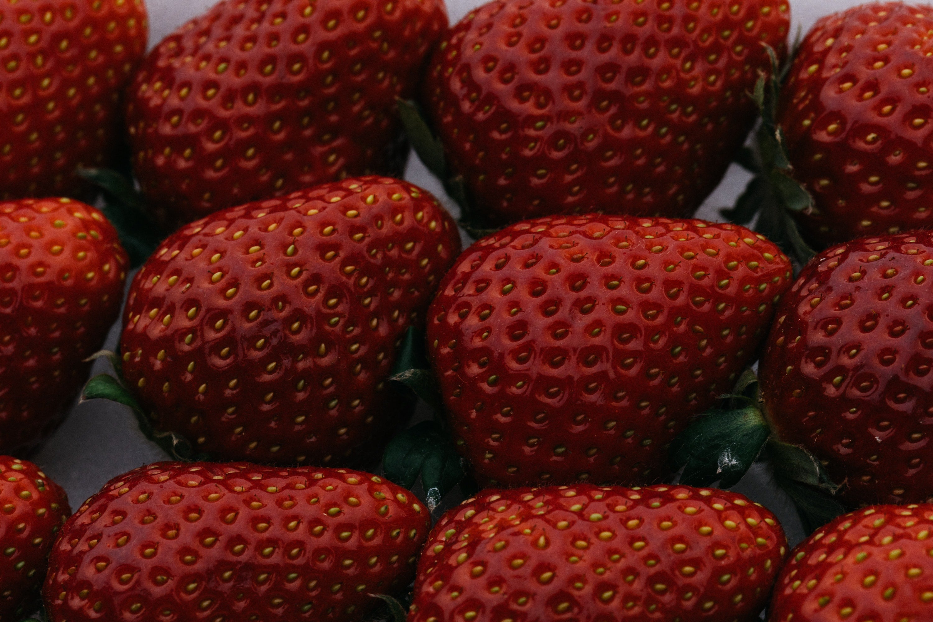   Copyright Opera Campi