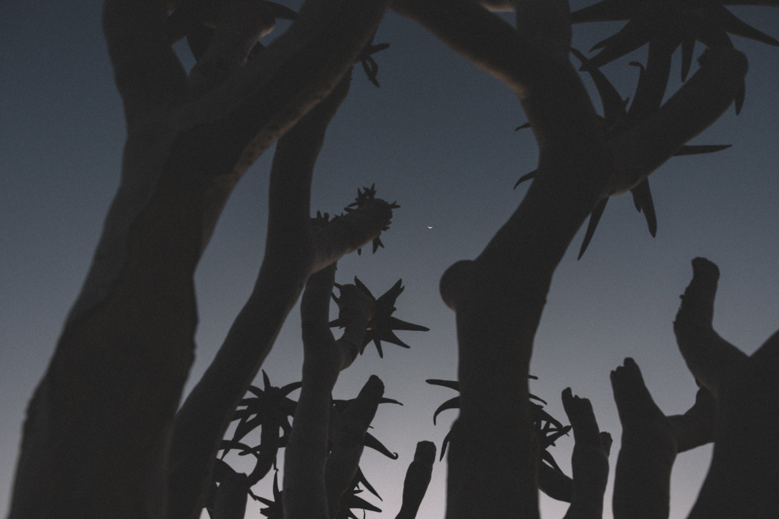   Copyright Opera Campi