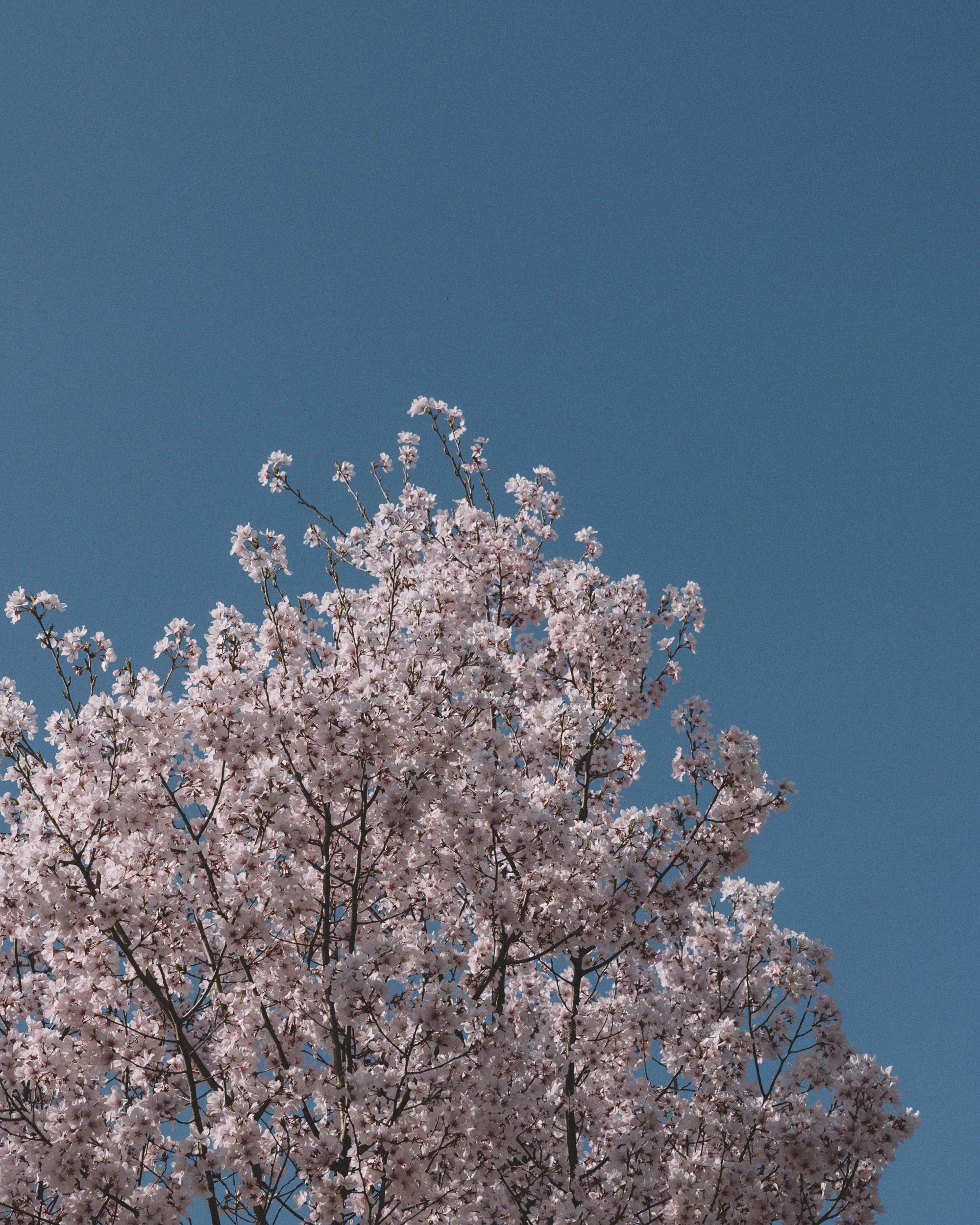   Copyright Opera Campi