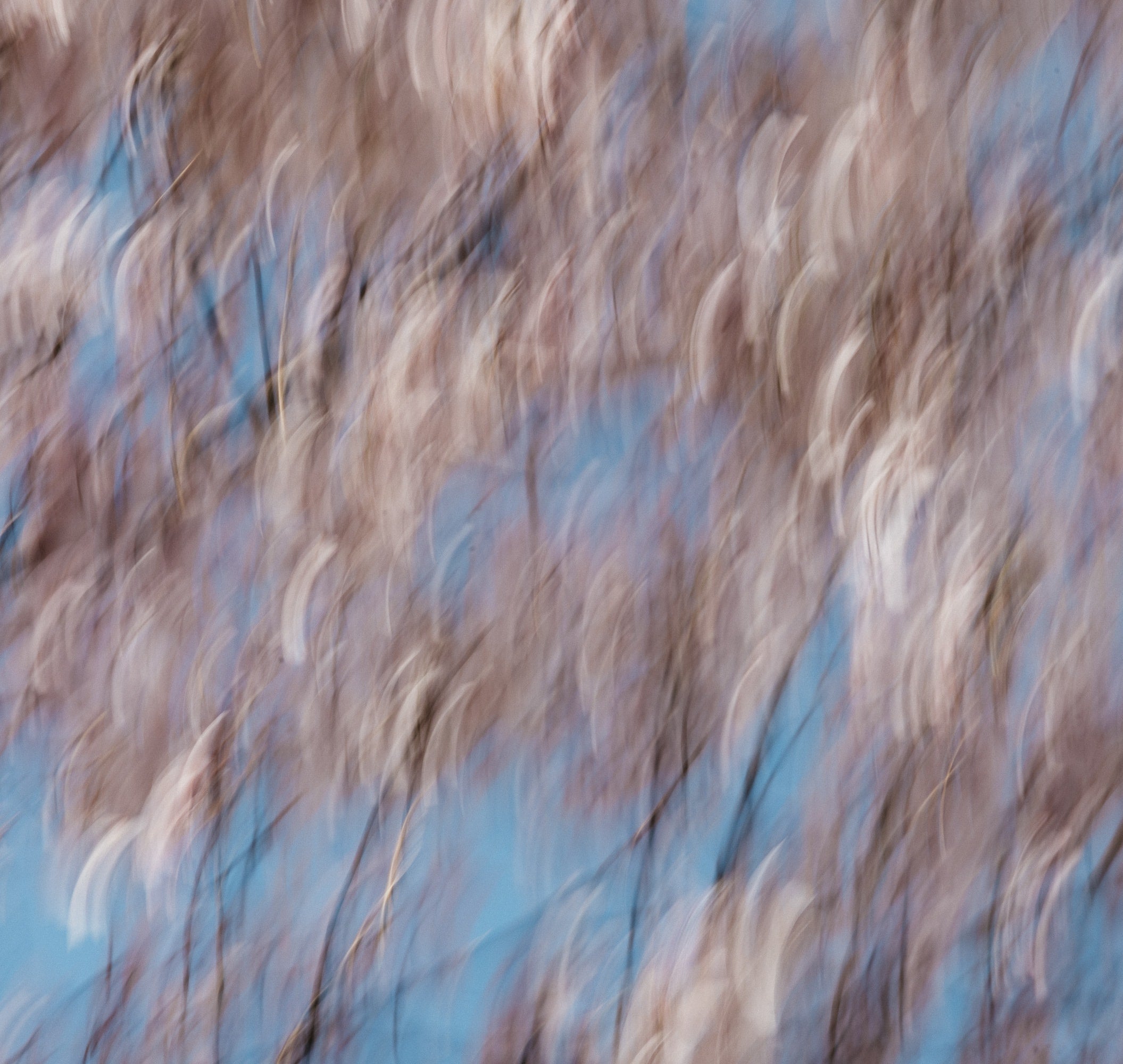   Copyright Opera Campi