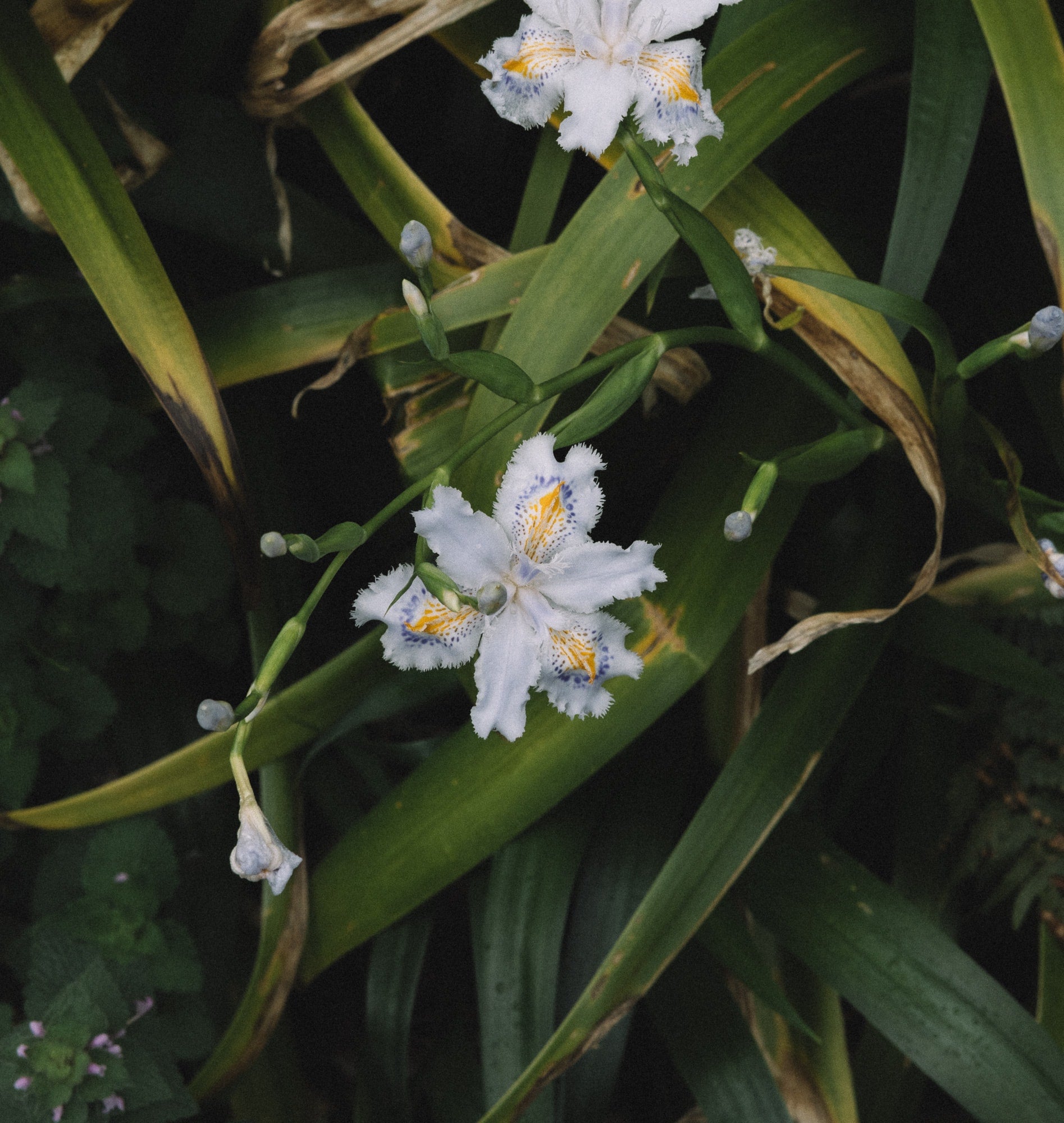   Copyright Opera Campi