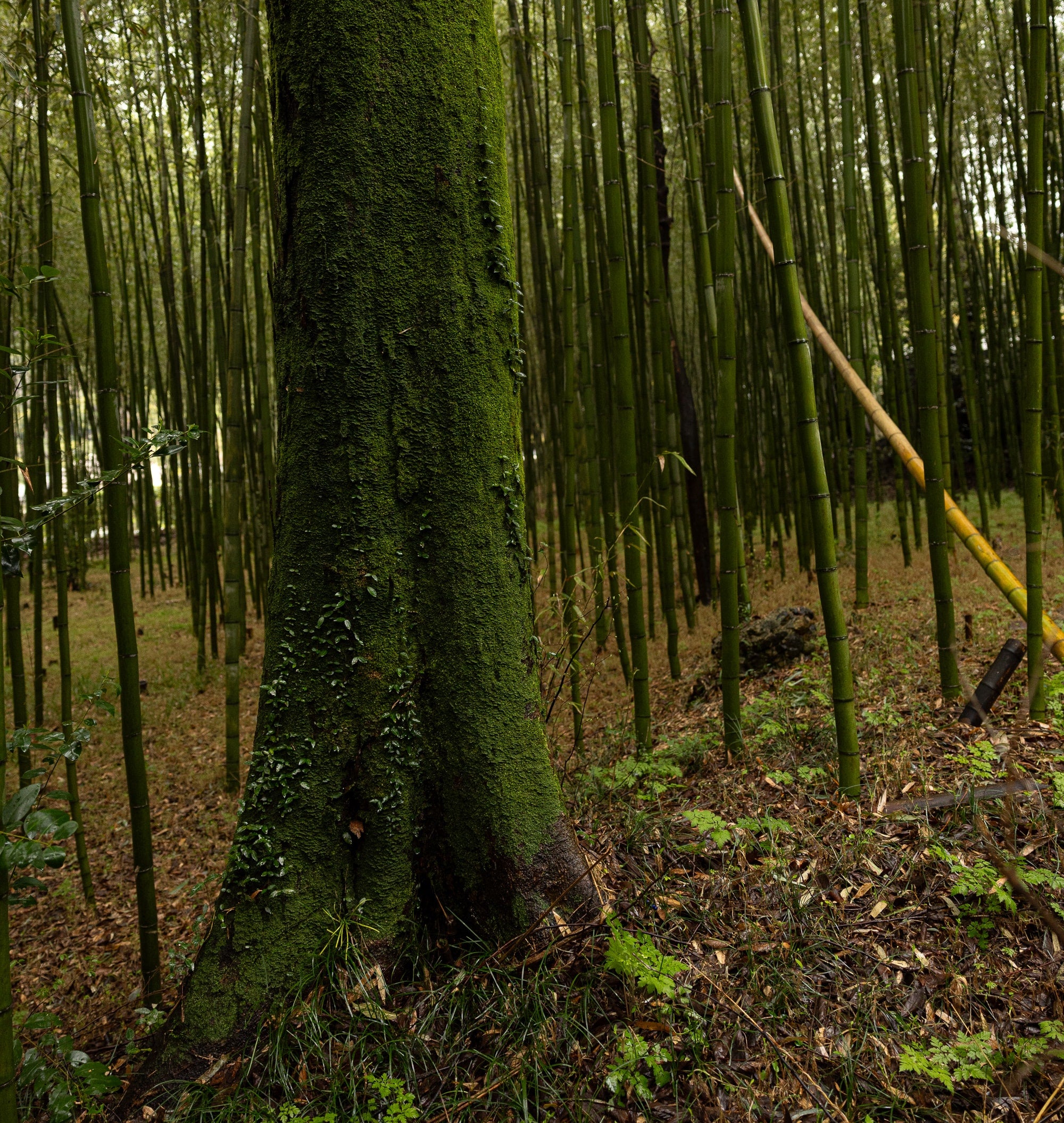   Copyright Opera Campi