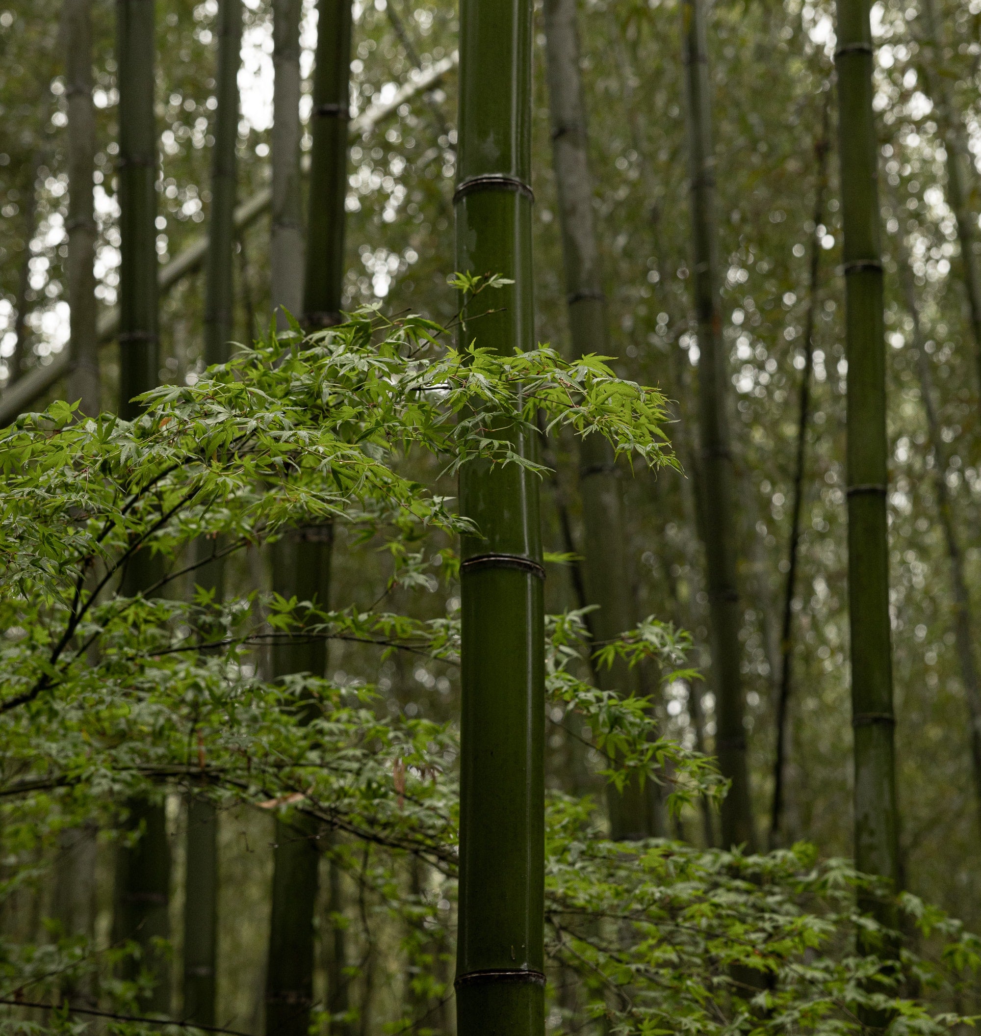   Copyright Opera Campi