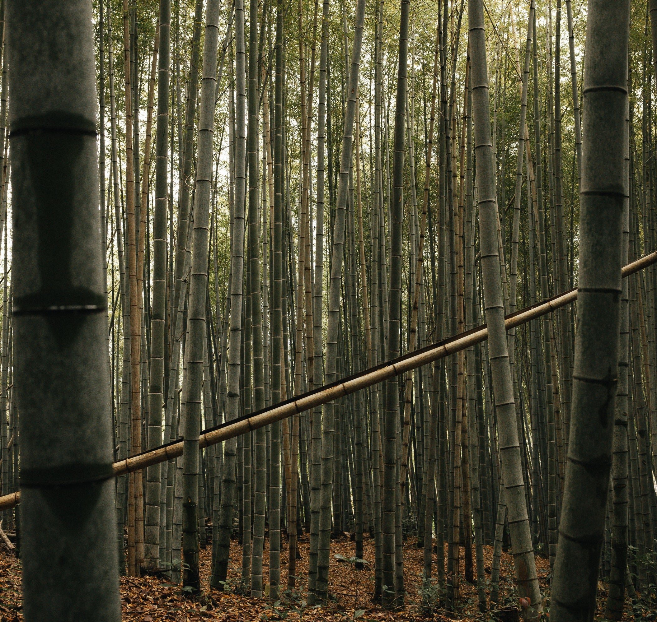   Copyright Opera Campi