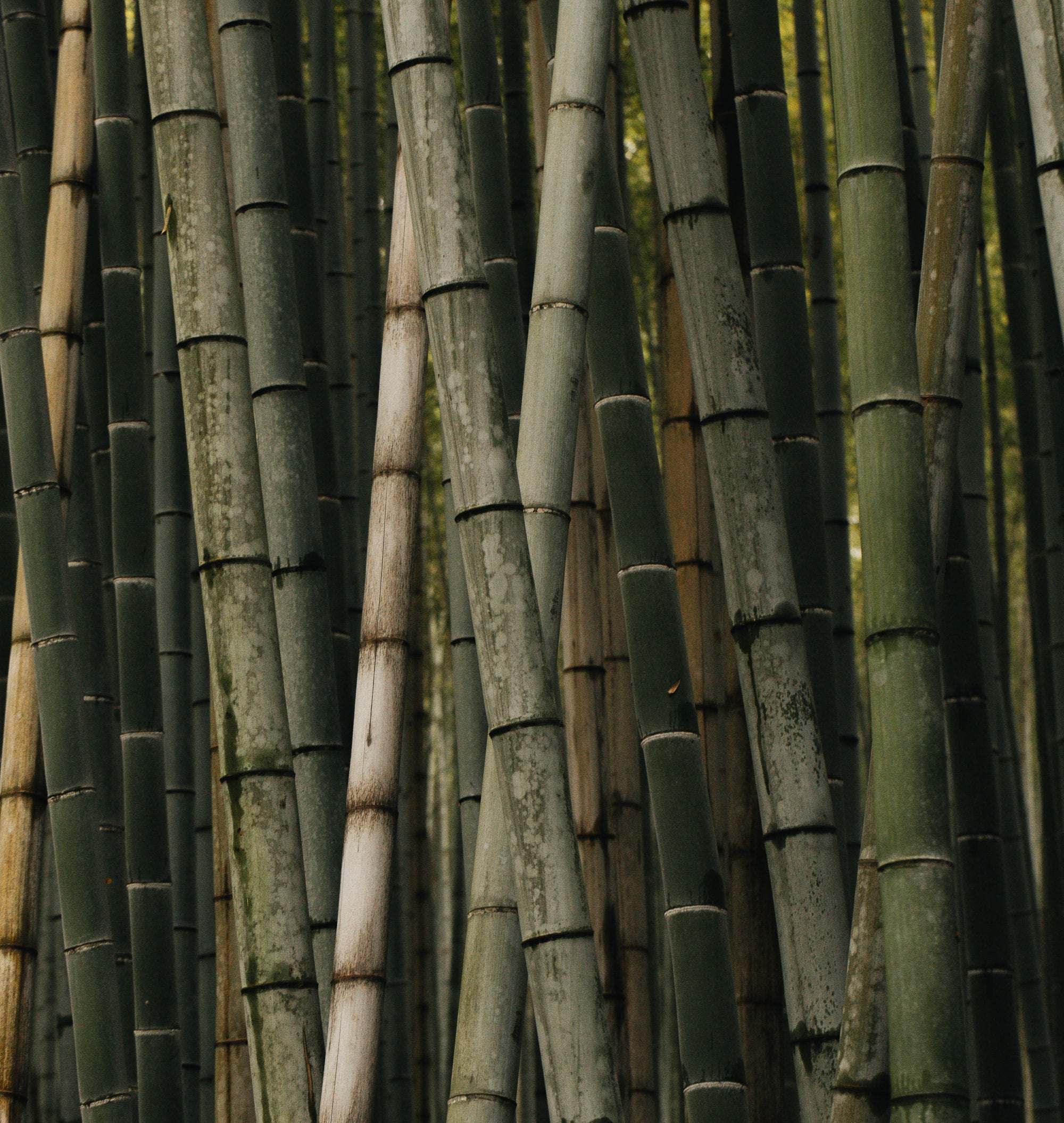   Copyright Opera Campi