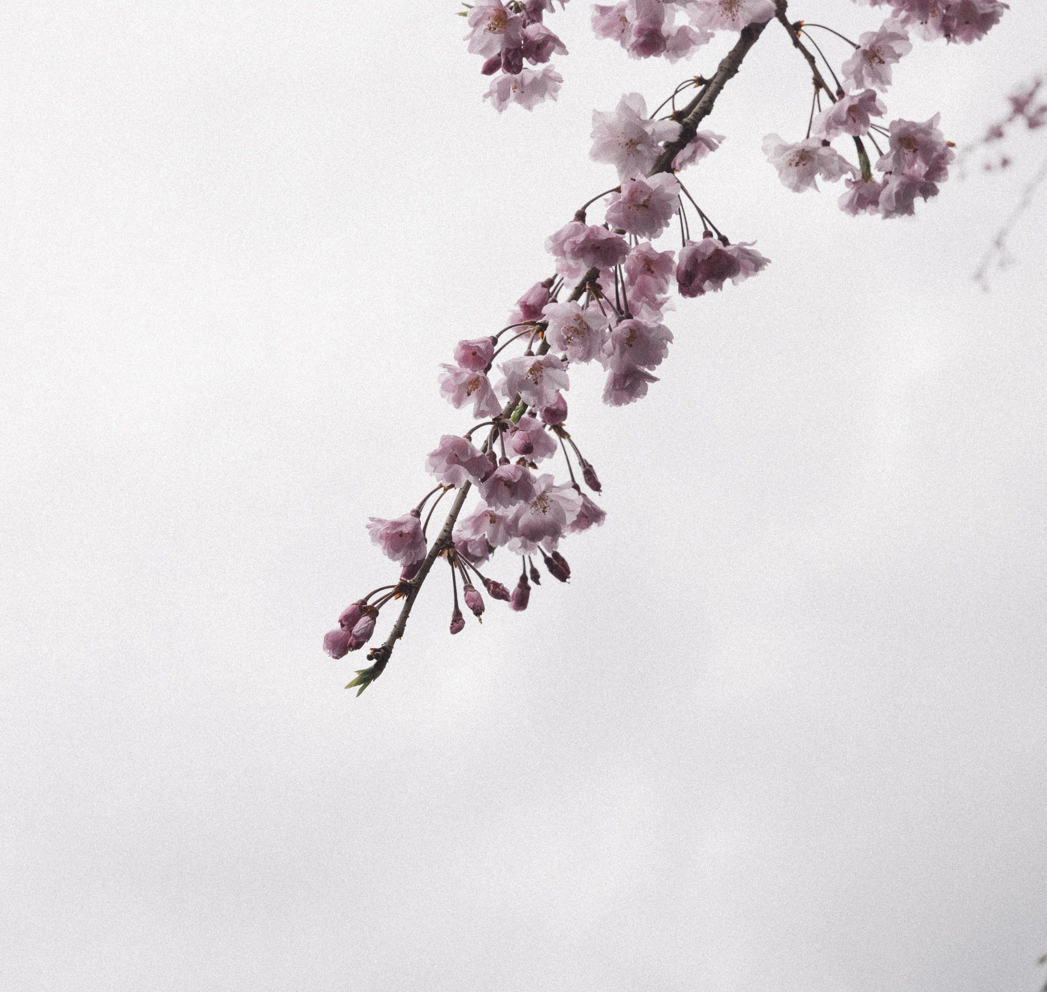   Copyright Opera Campi