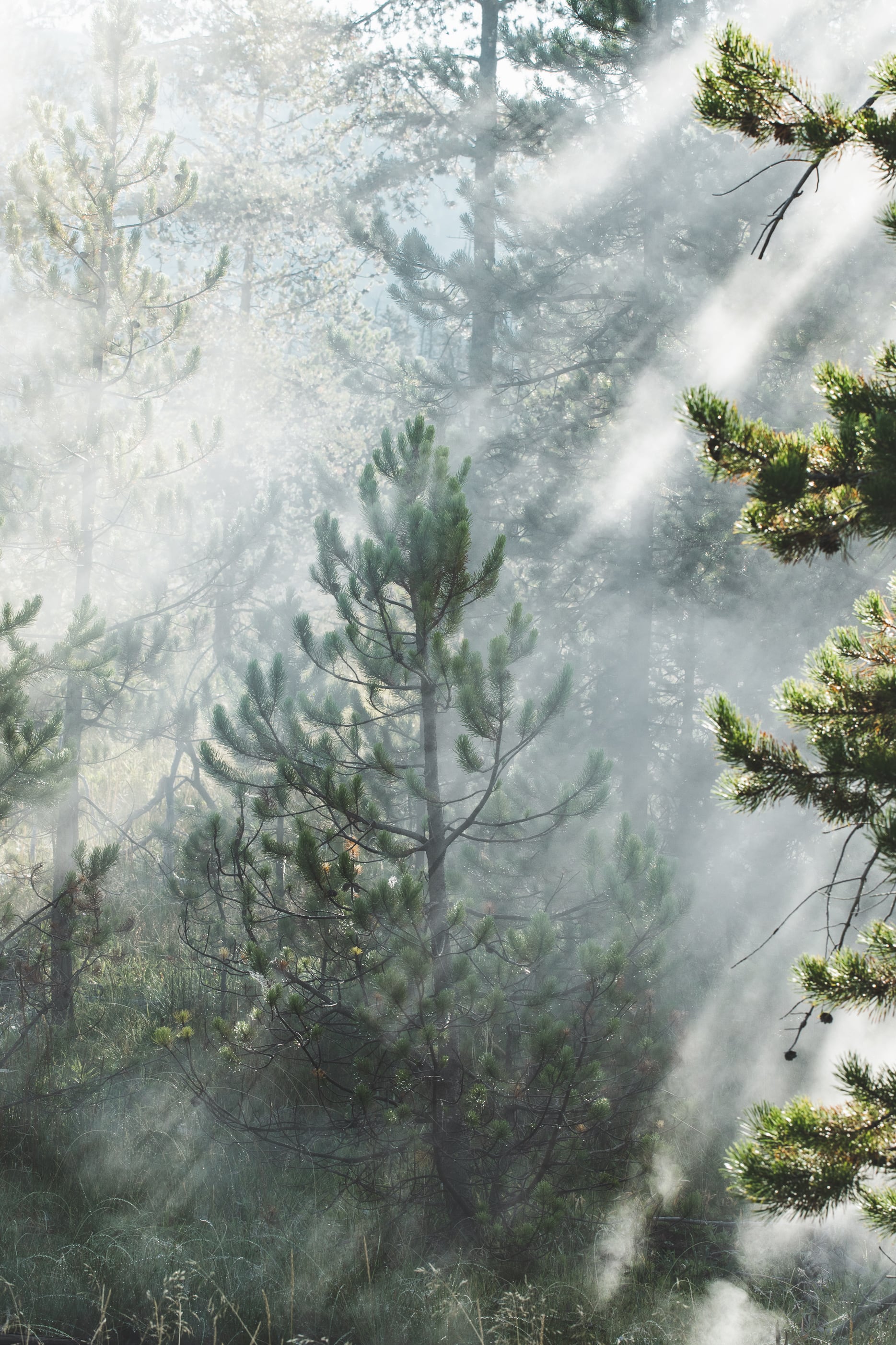   Copyright Opera Campi