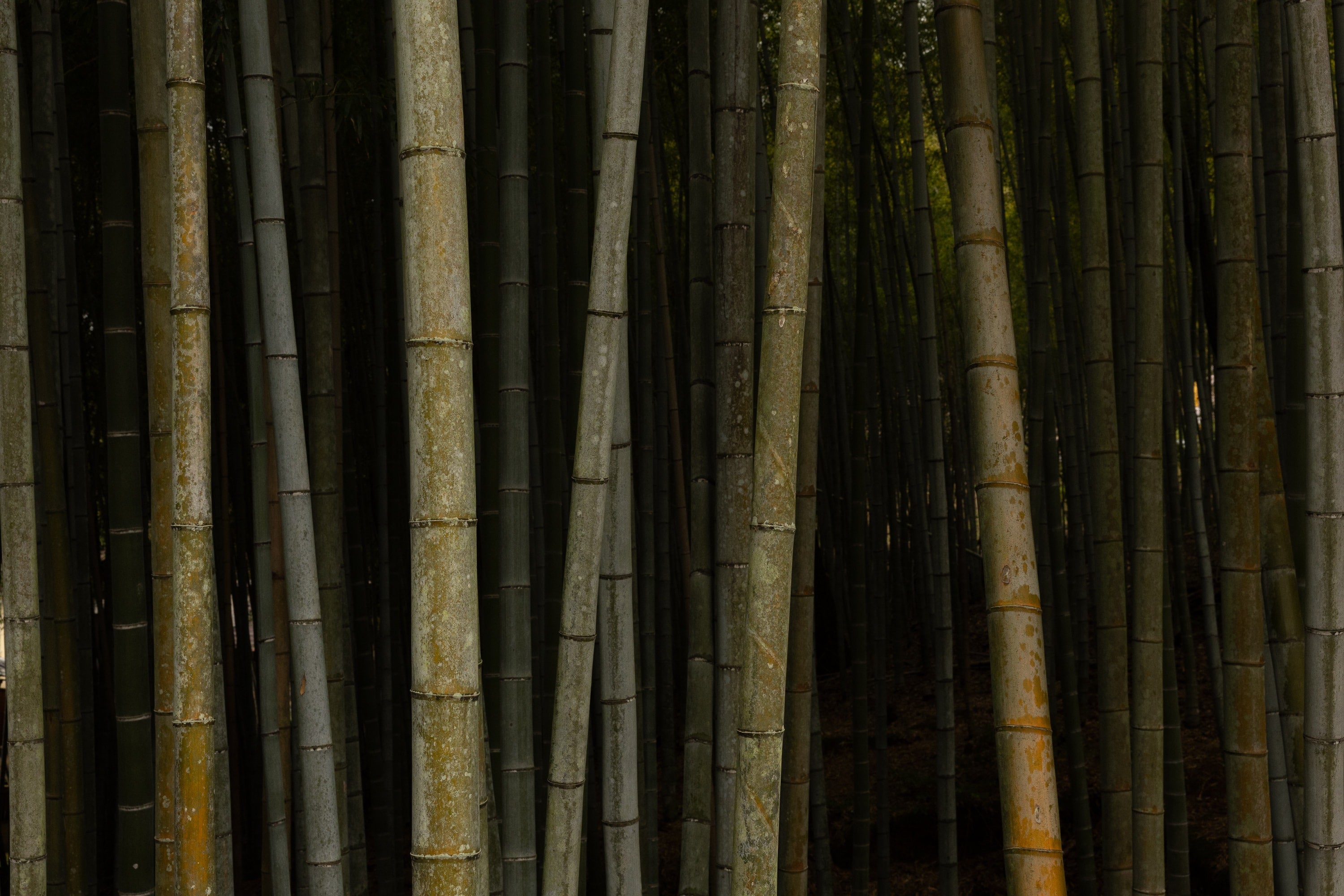   Copyright Opera Campi