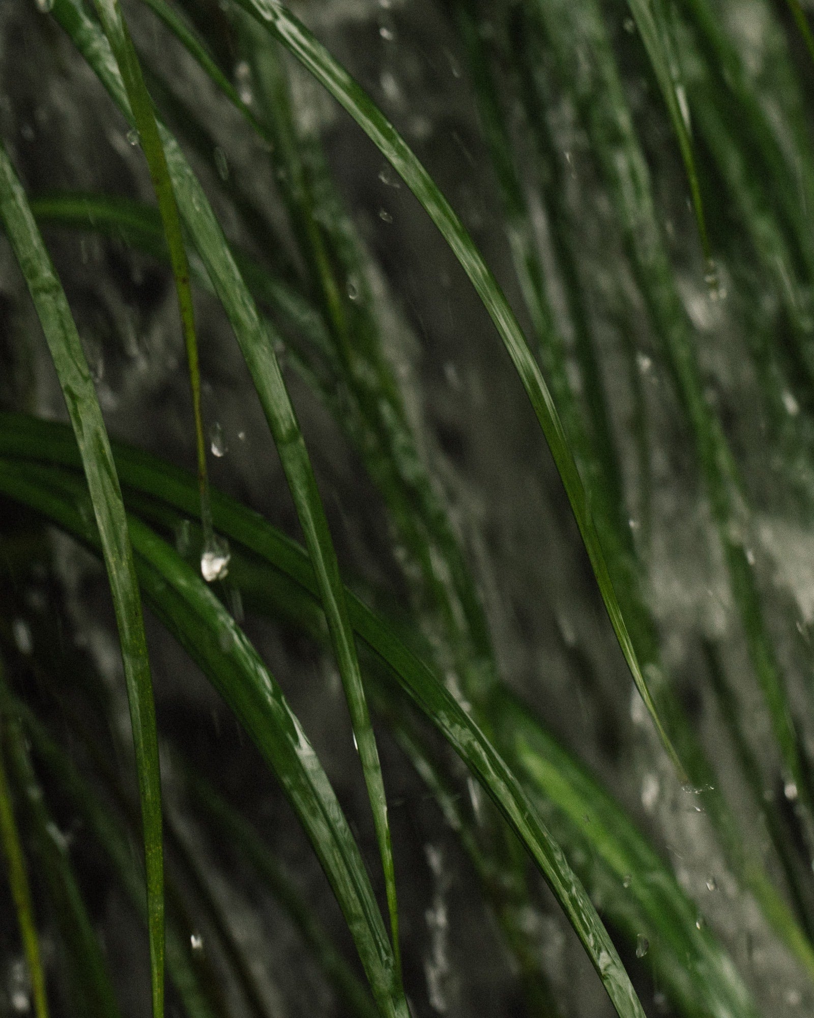   Copyright Opera Campi