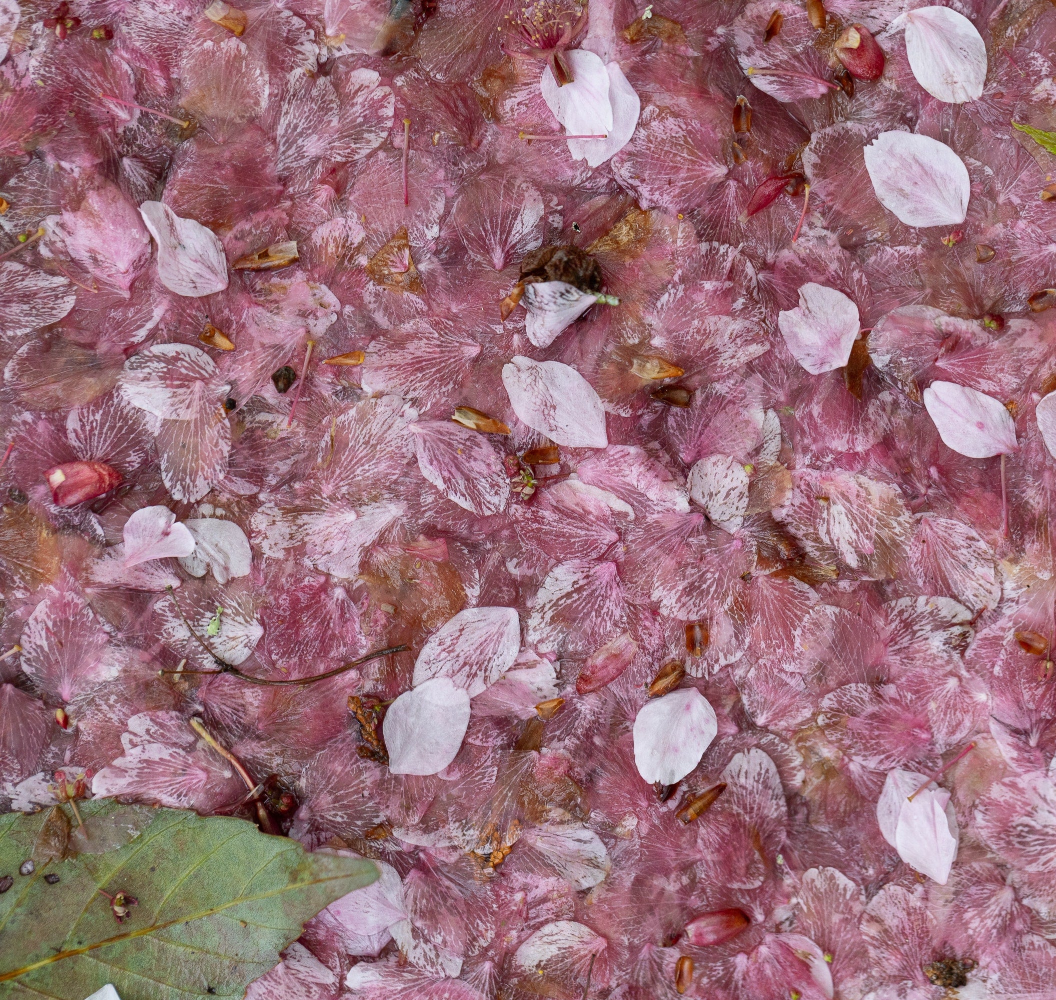   Copyright Opera Campi