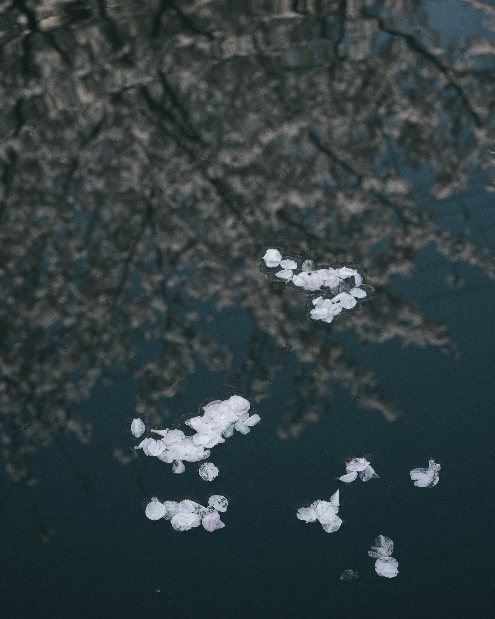   Copyright Opera Campi