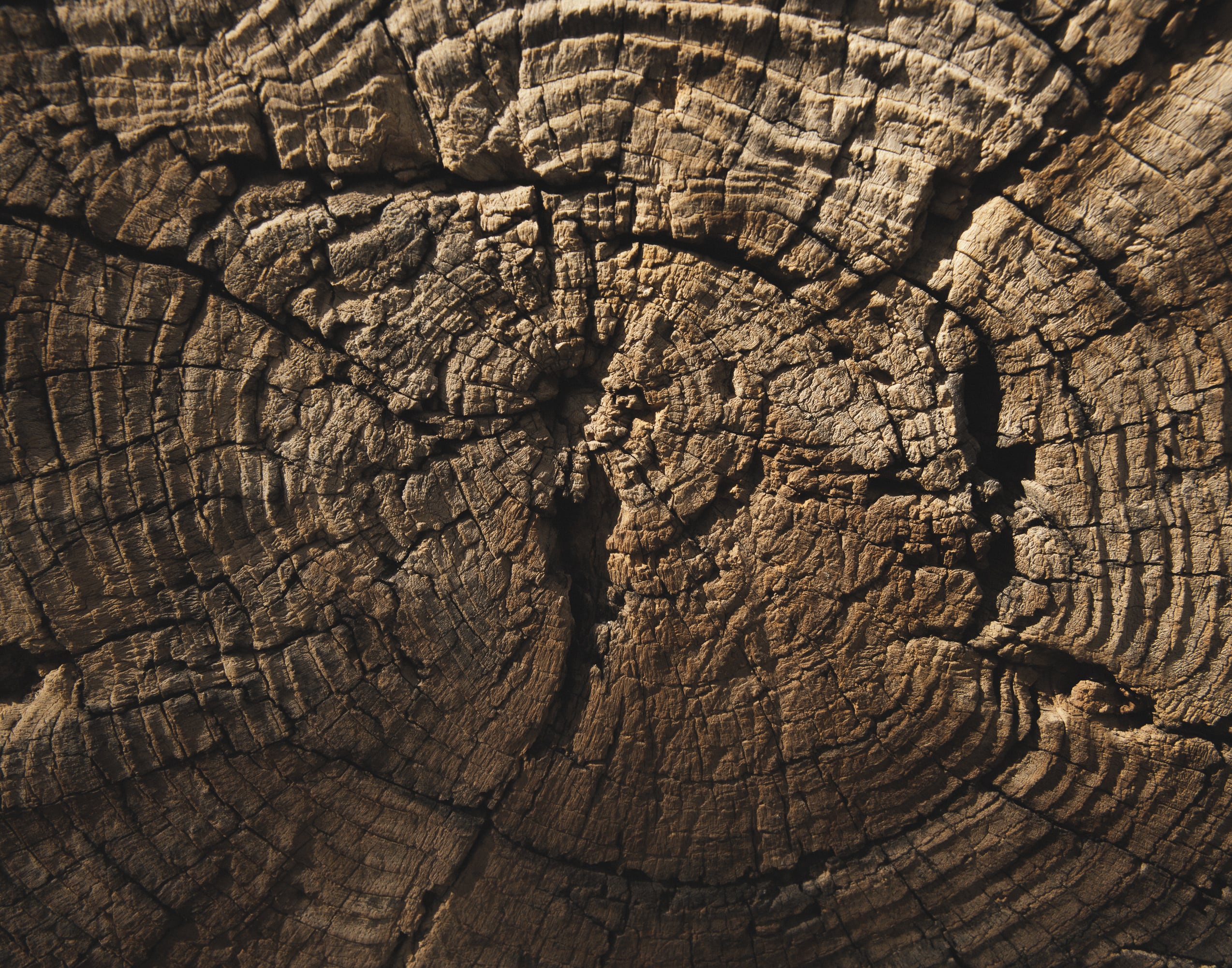  Yellowstone, Stati Uniti Copyright Opera Campi