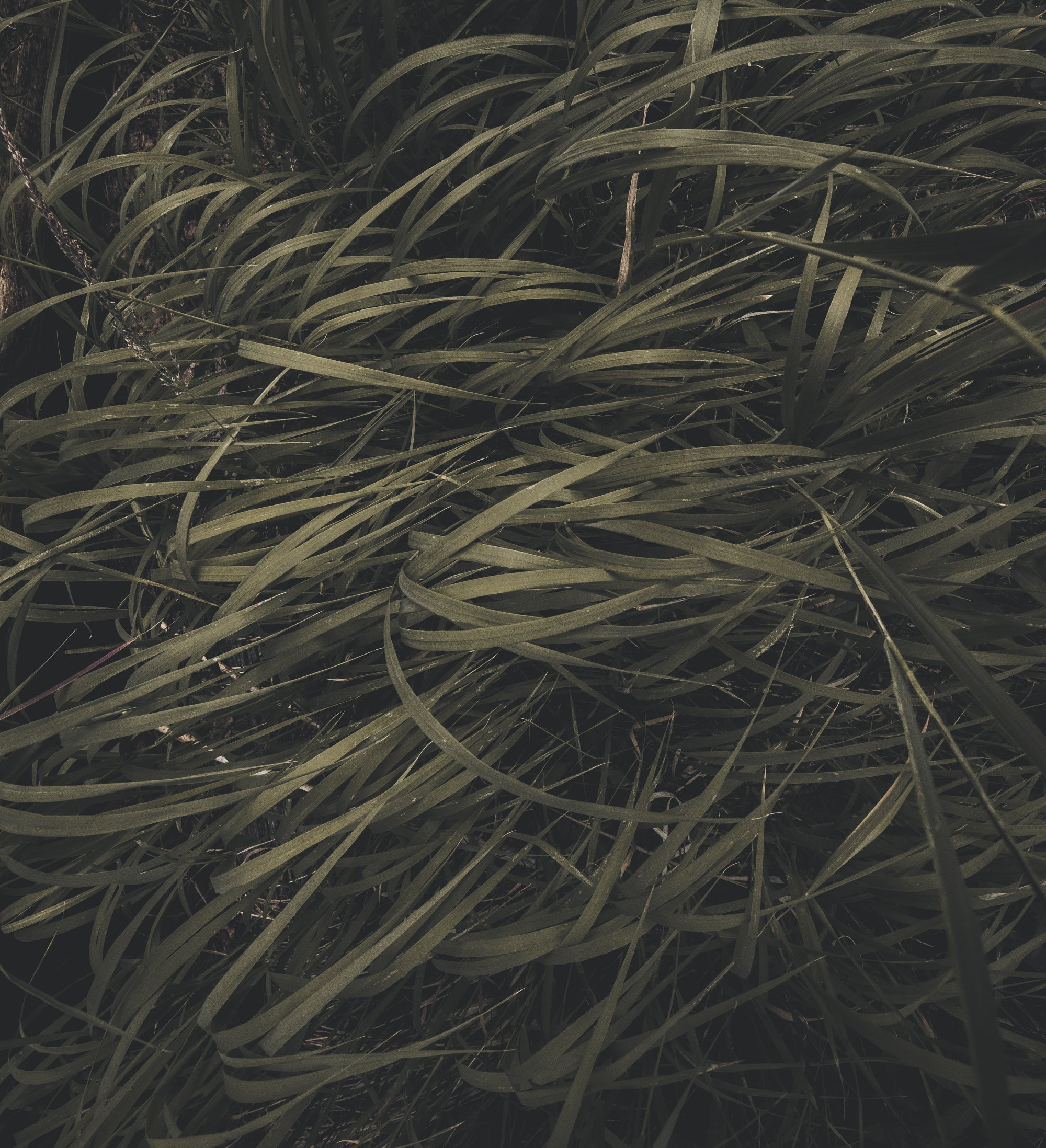  Yellowstone Copyright Opera Campi