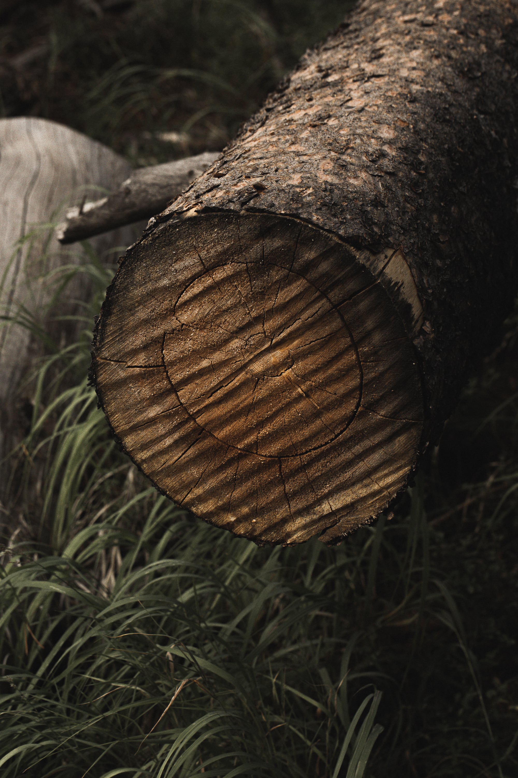  Parco nazionale di Yellowstone Stati Uniti d'America Copyright Opera Campi