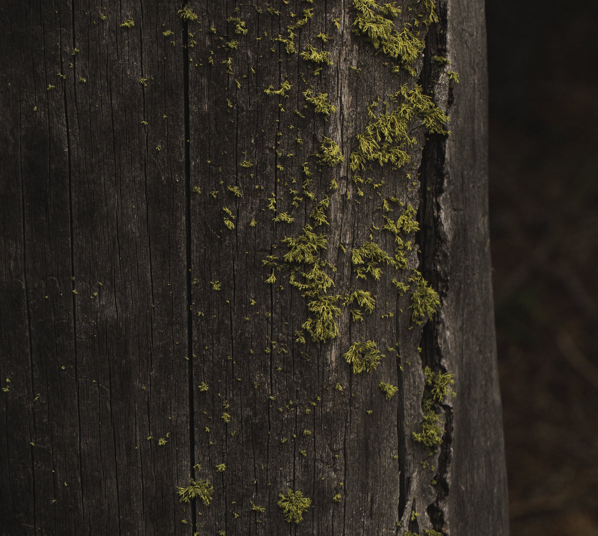   Copyright Opera Campi