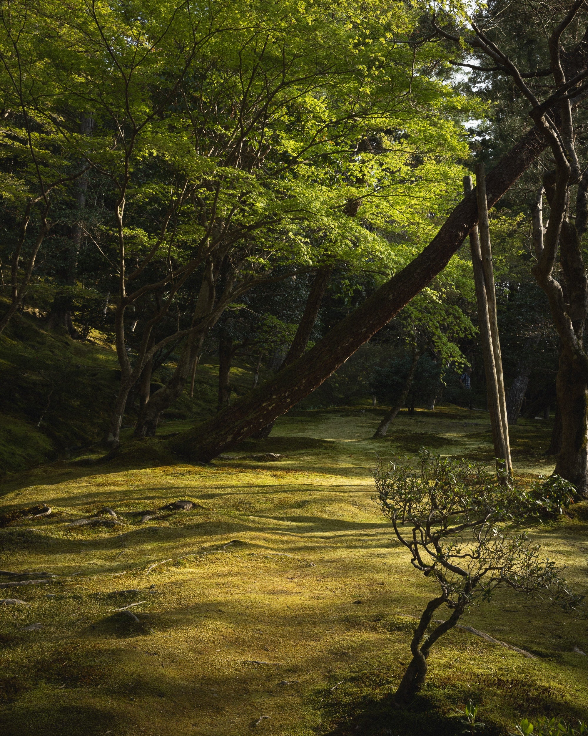  Japan Copyright Opera Campi