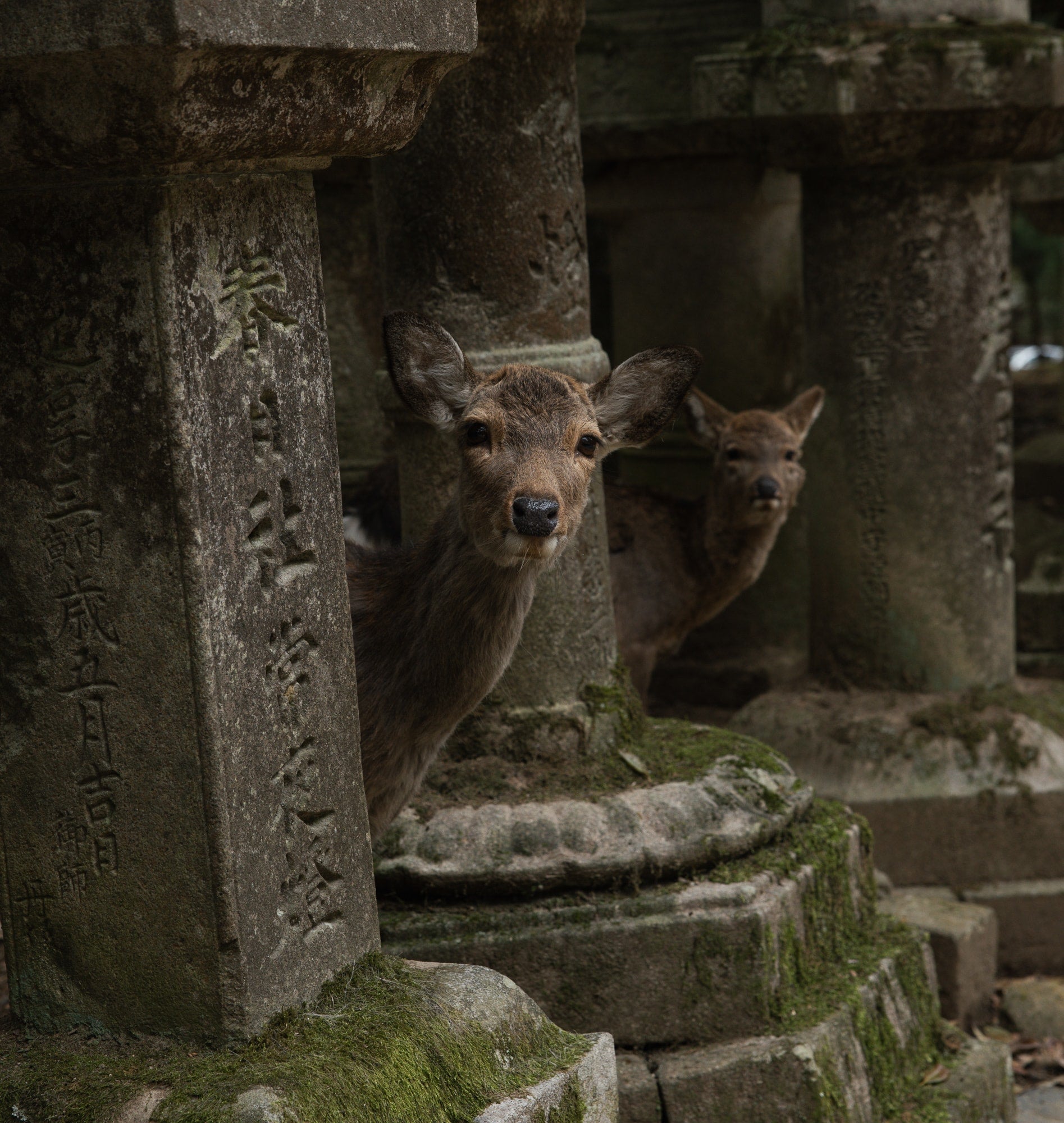   Copyright Opera Campi