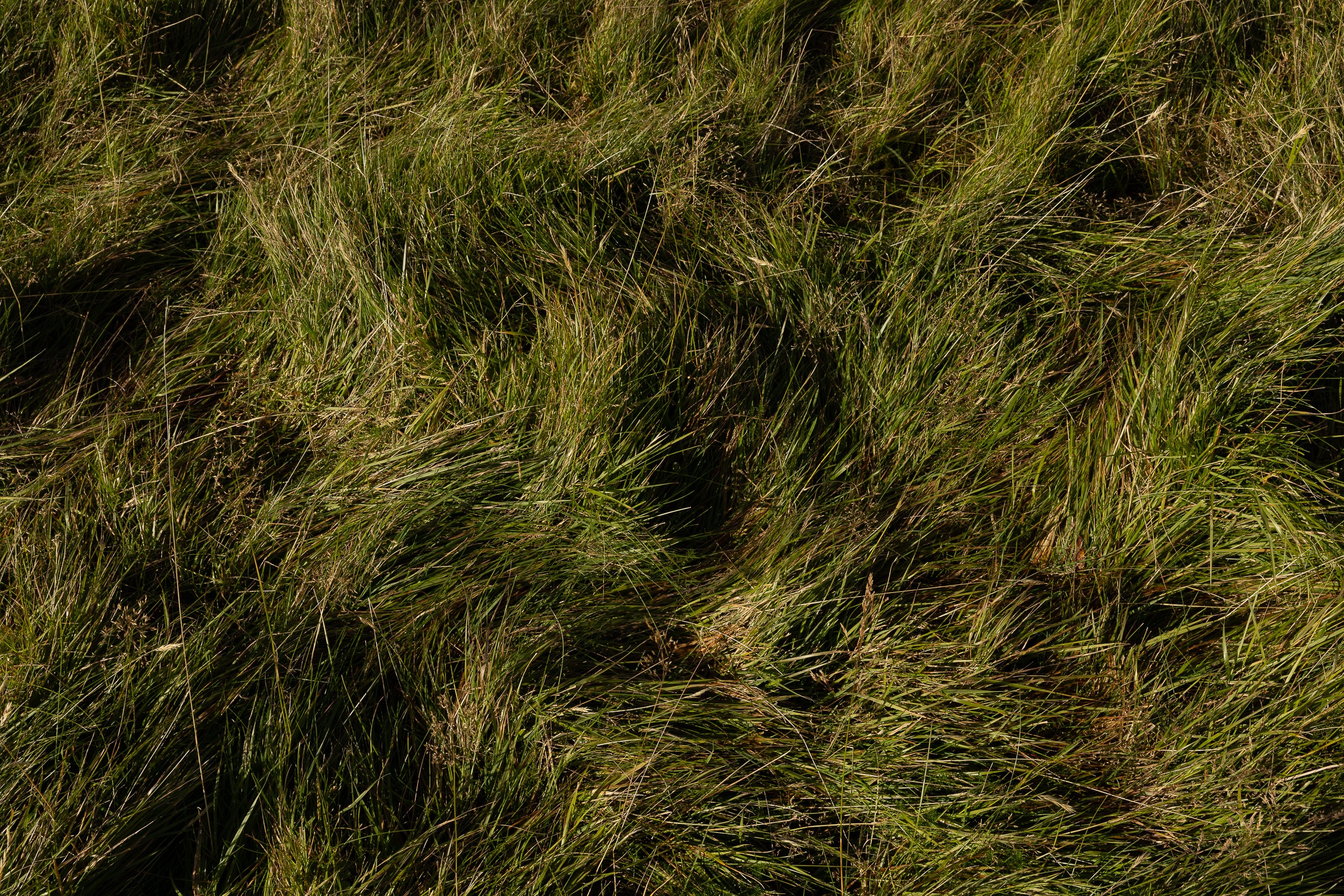   Copyright Opera Campi