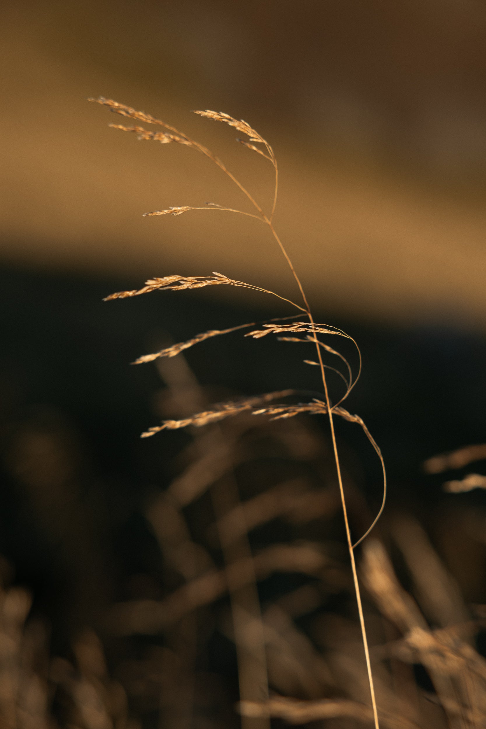   Copyright Opera Campi