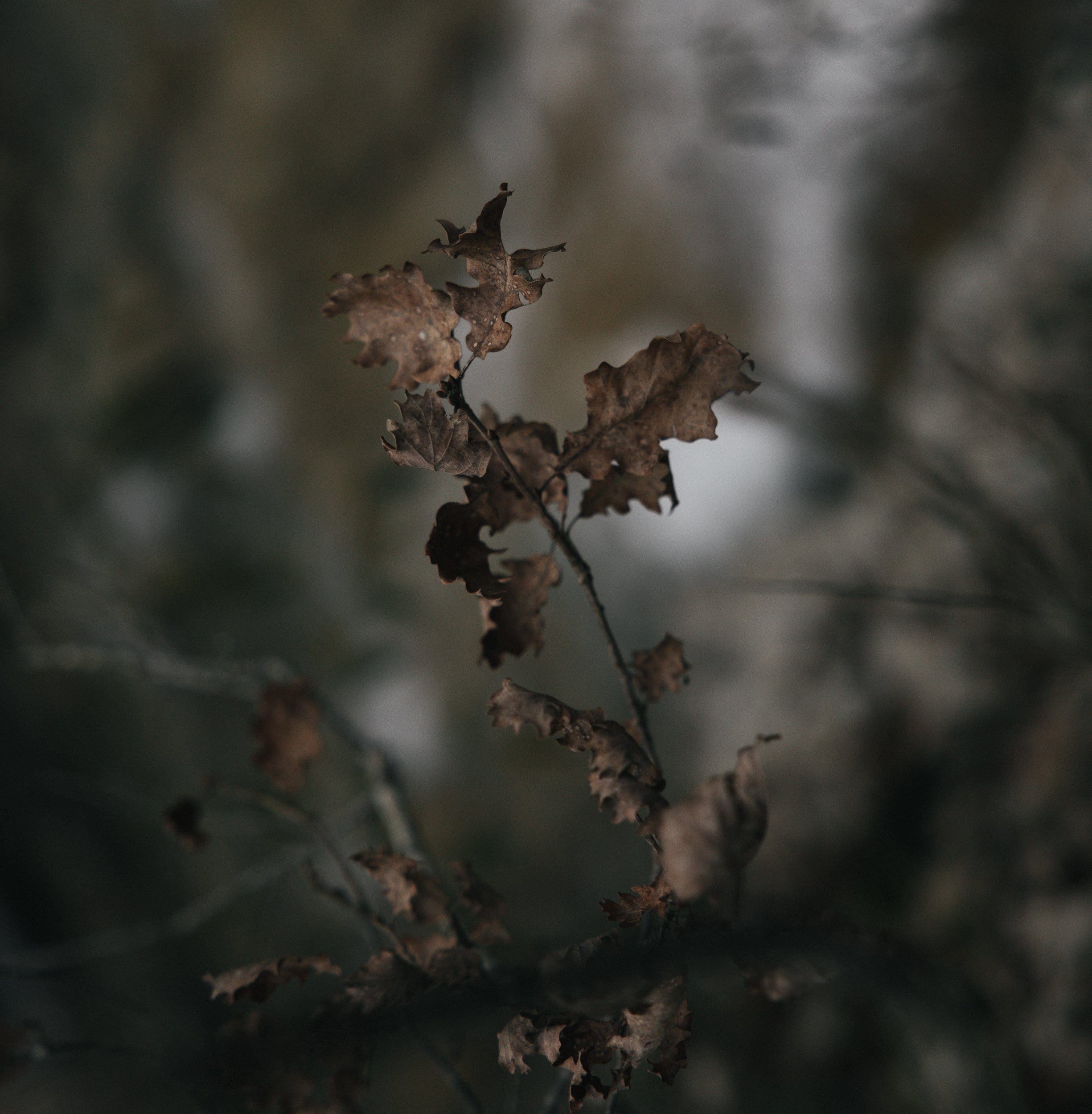   Copyright Opera Campi