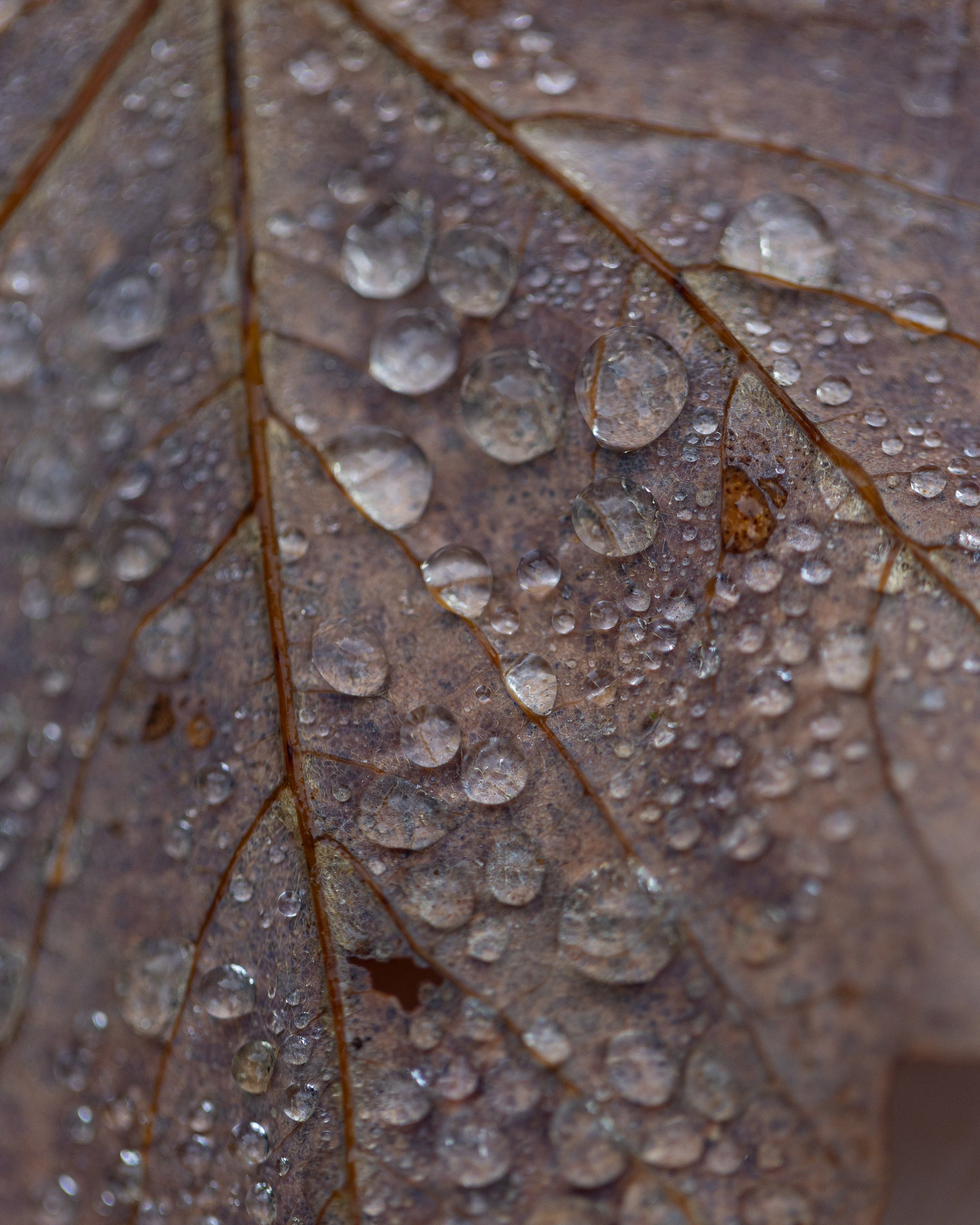  Parma Copyright Opera Campi