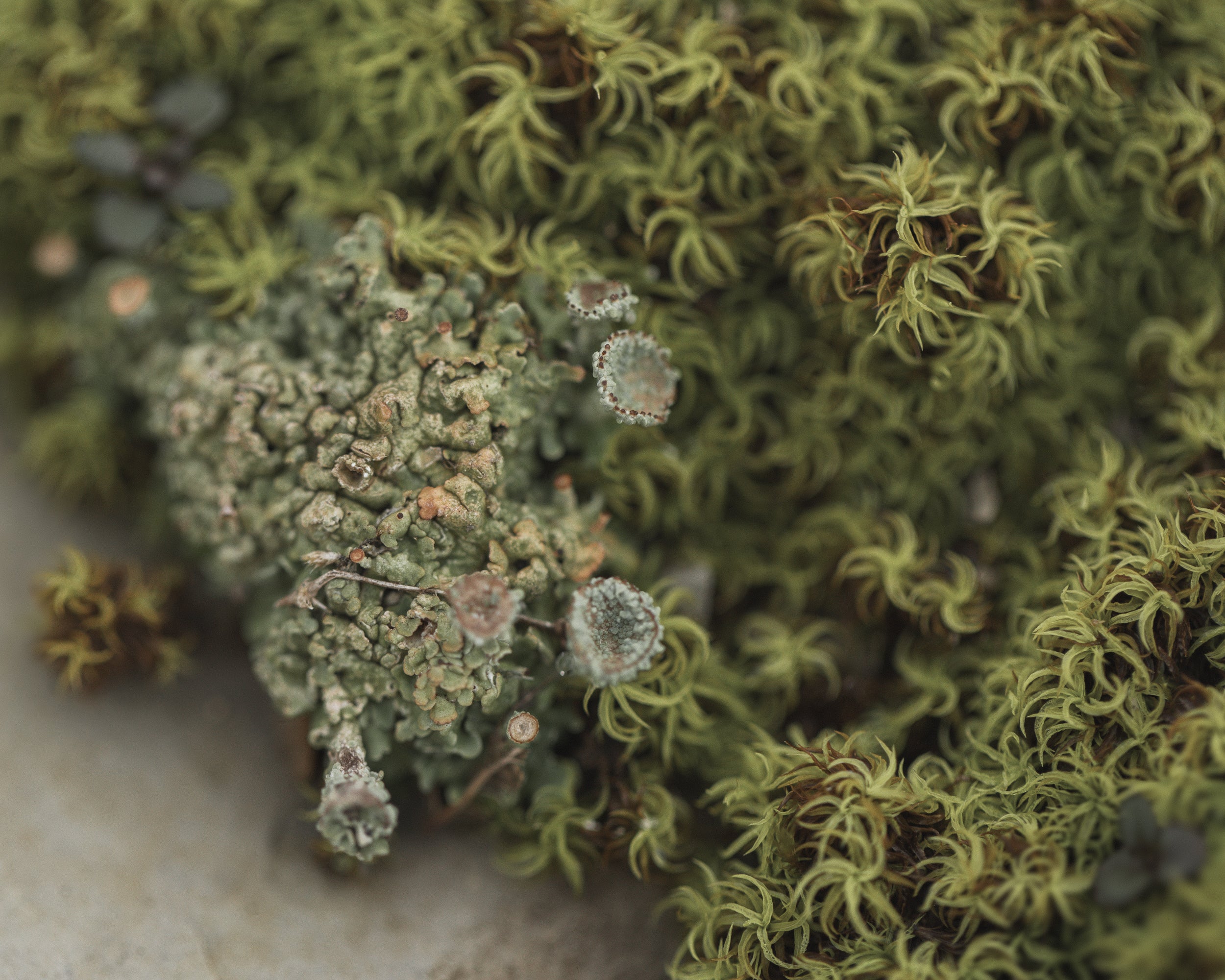  Tizzano, Parma Copyright Opera Campi