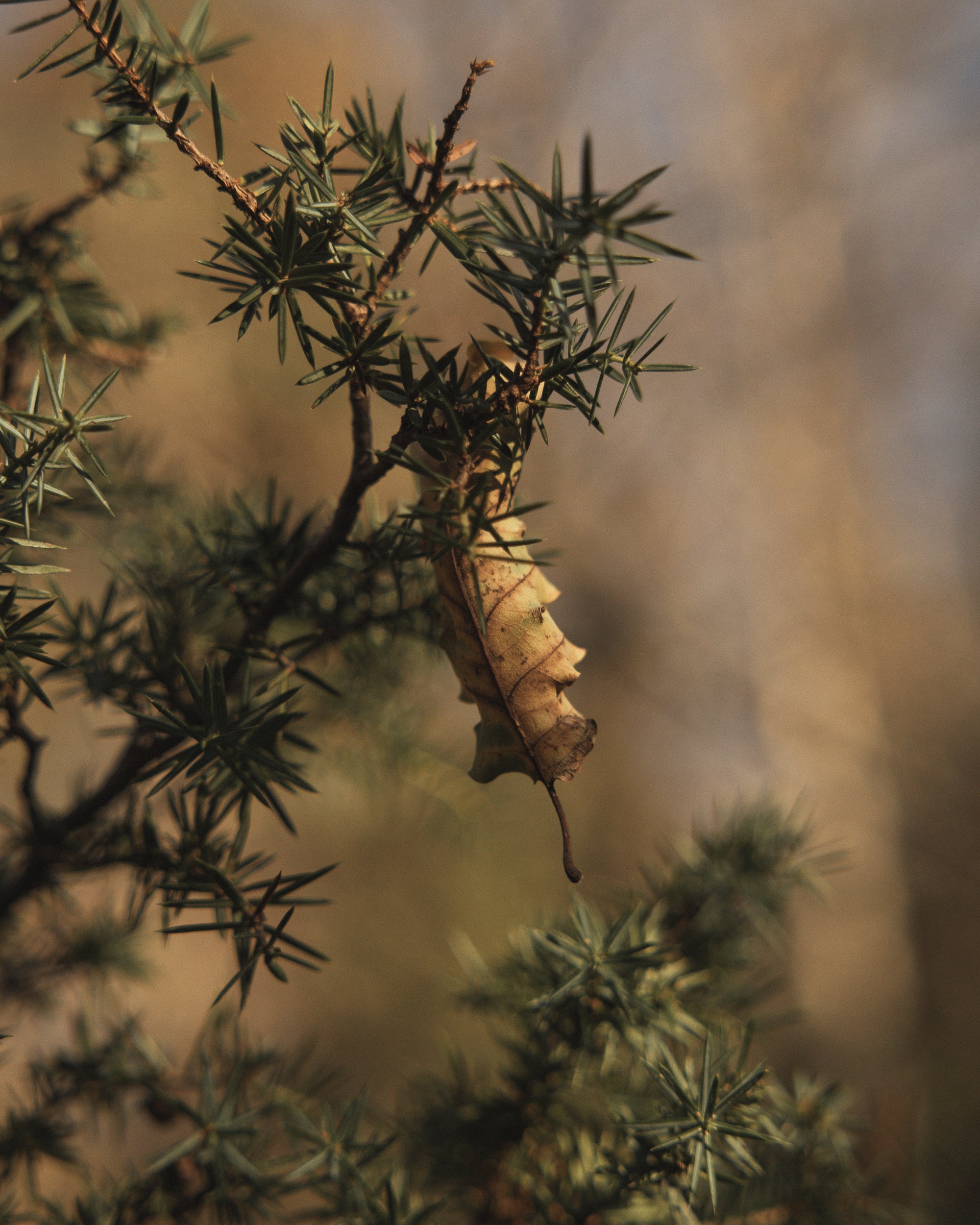 Parma Copyright Opera Campi