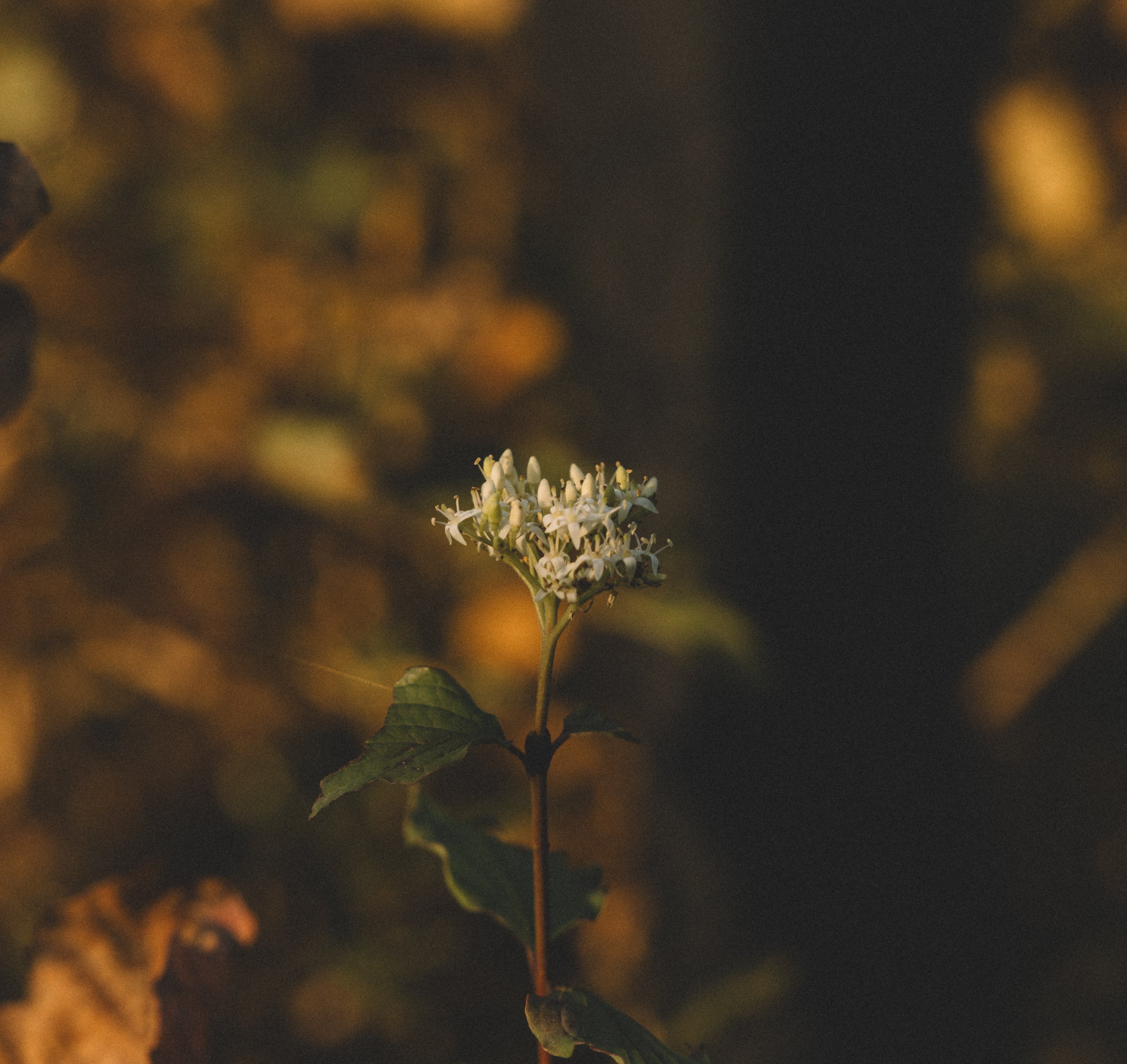  Parma Copyright Opera Campi