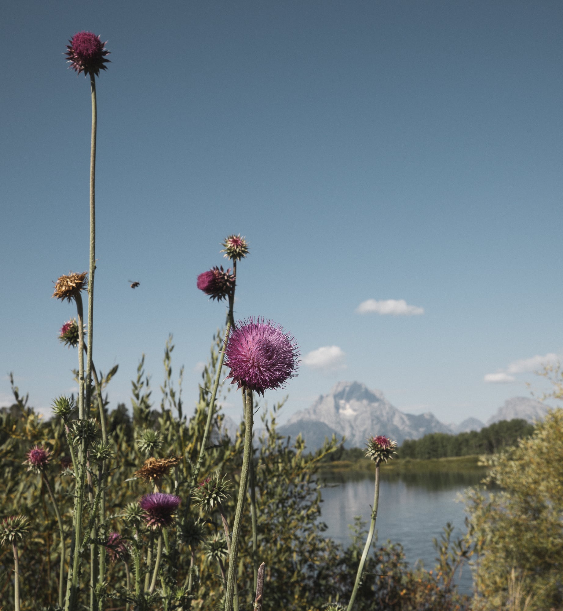   Copyright Opera Campi