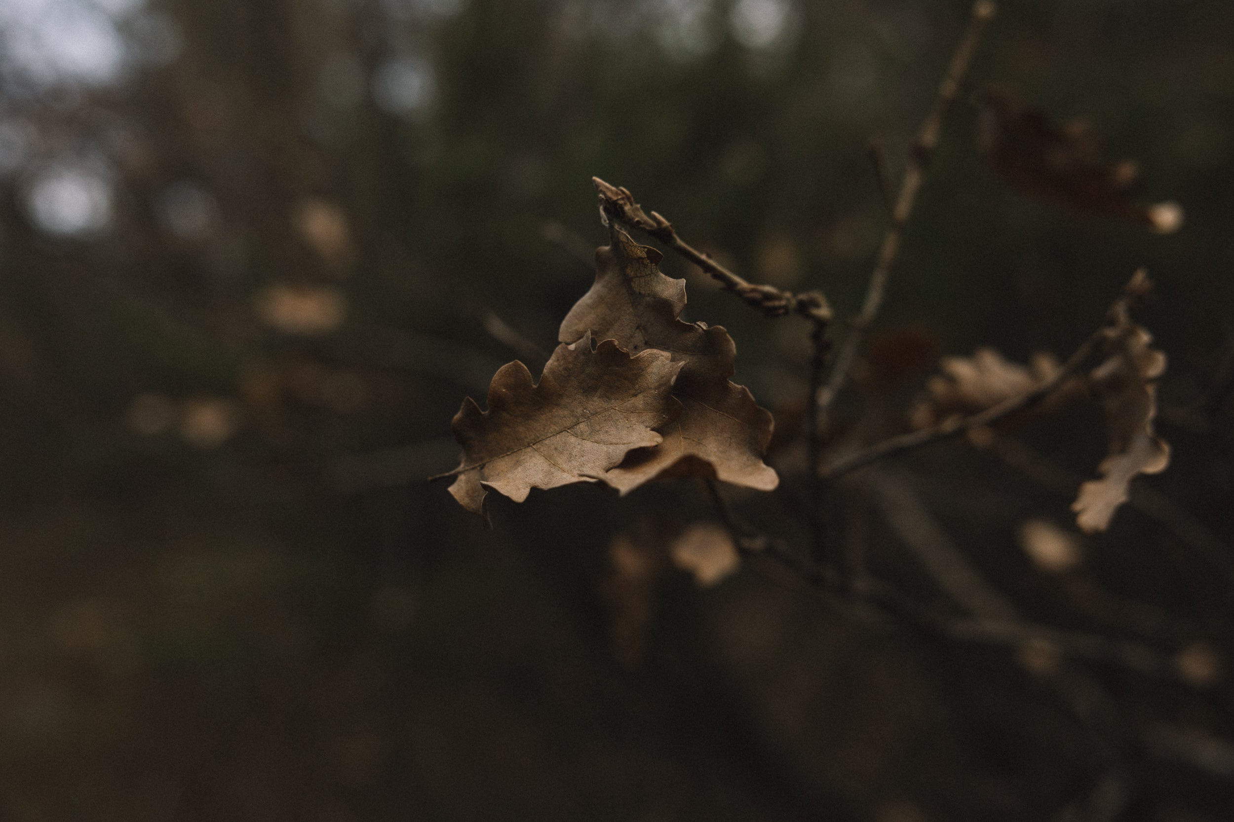  Parma Copyright Opera Campi