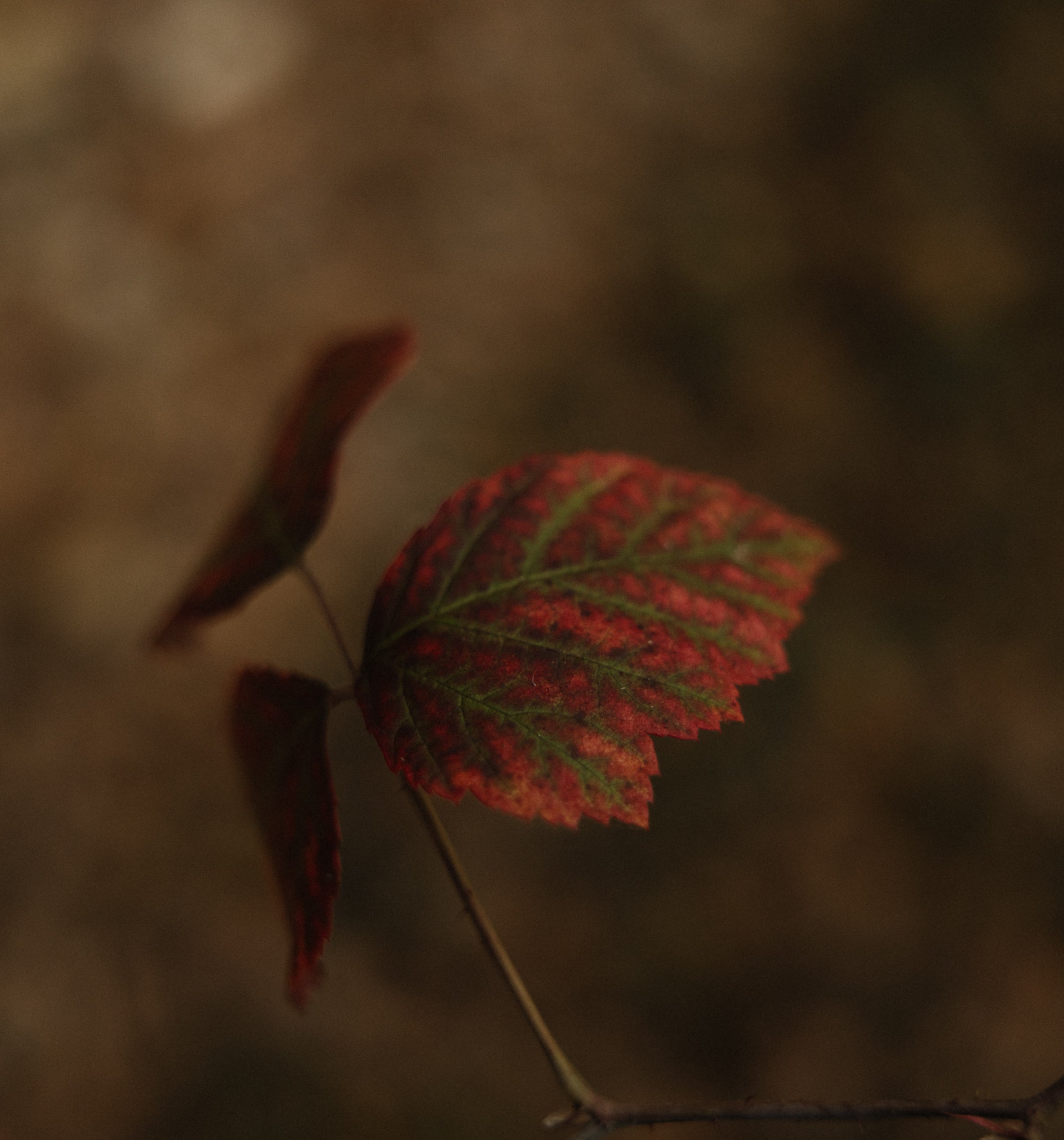  Parma Copyright Opera Campi