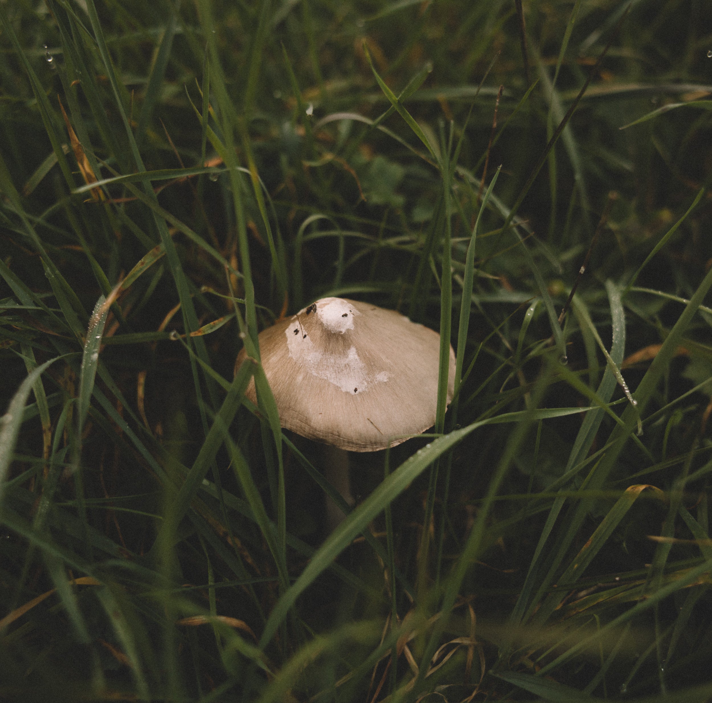  Parma Copyright Opera Campi