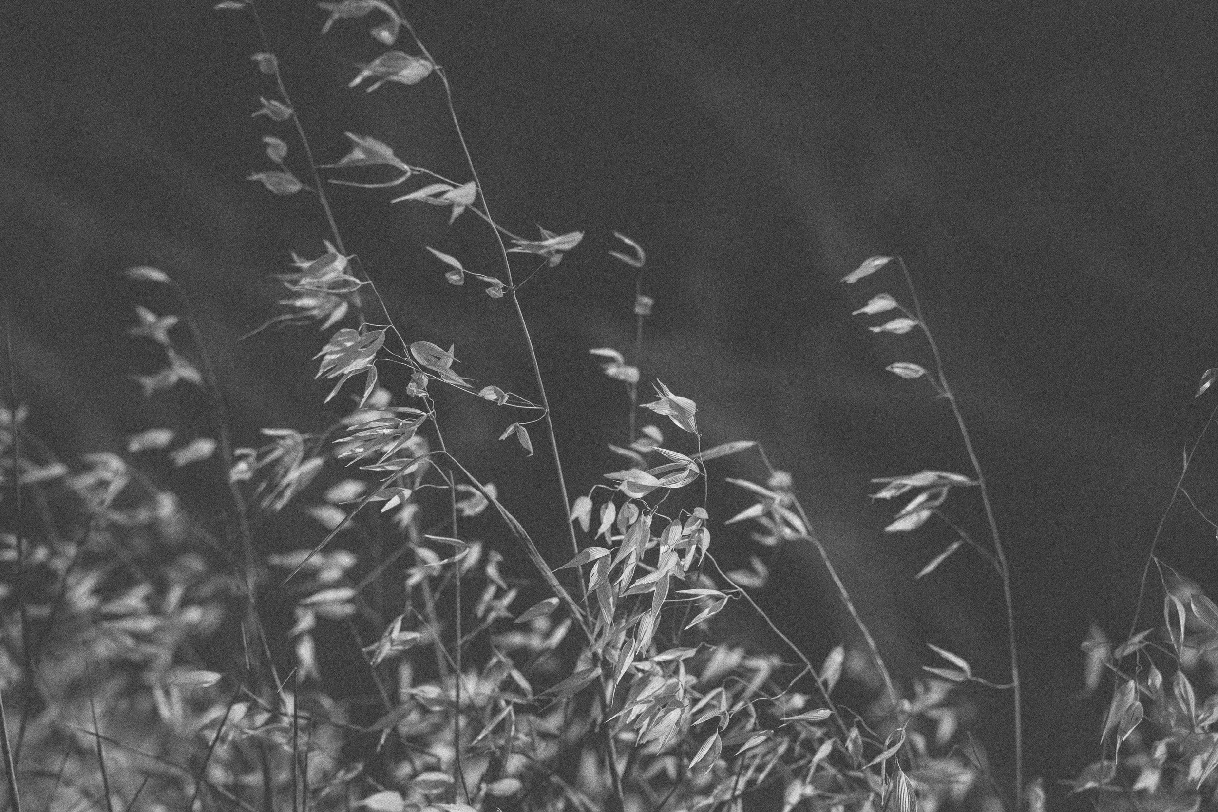   Copyright Opera Campi