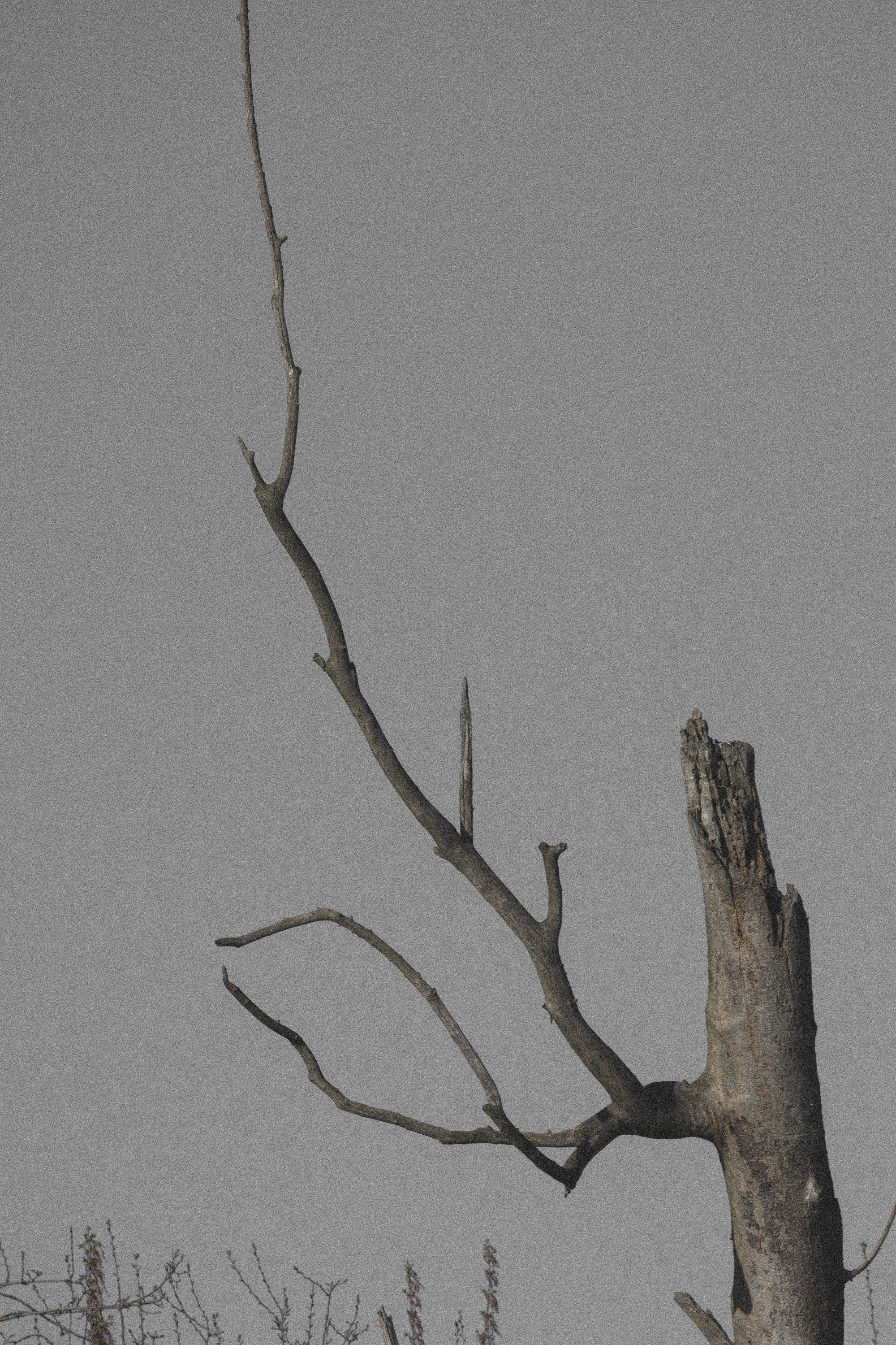   Copyright Opera Campi