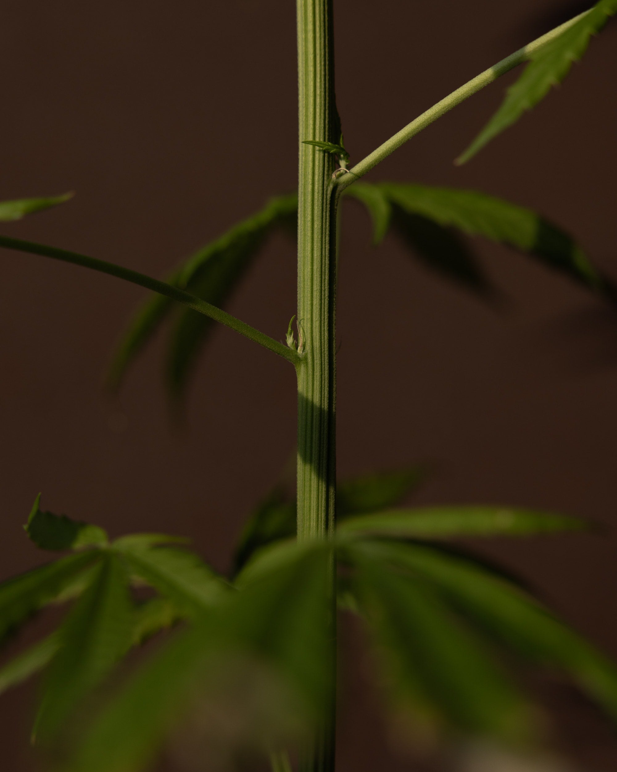   Copyright Opera Campi