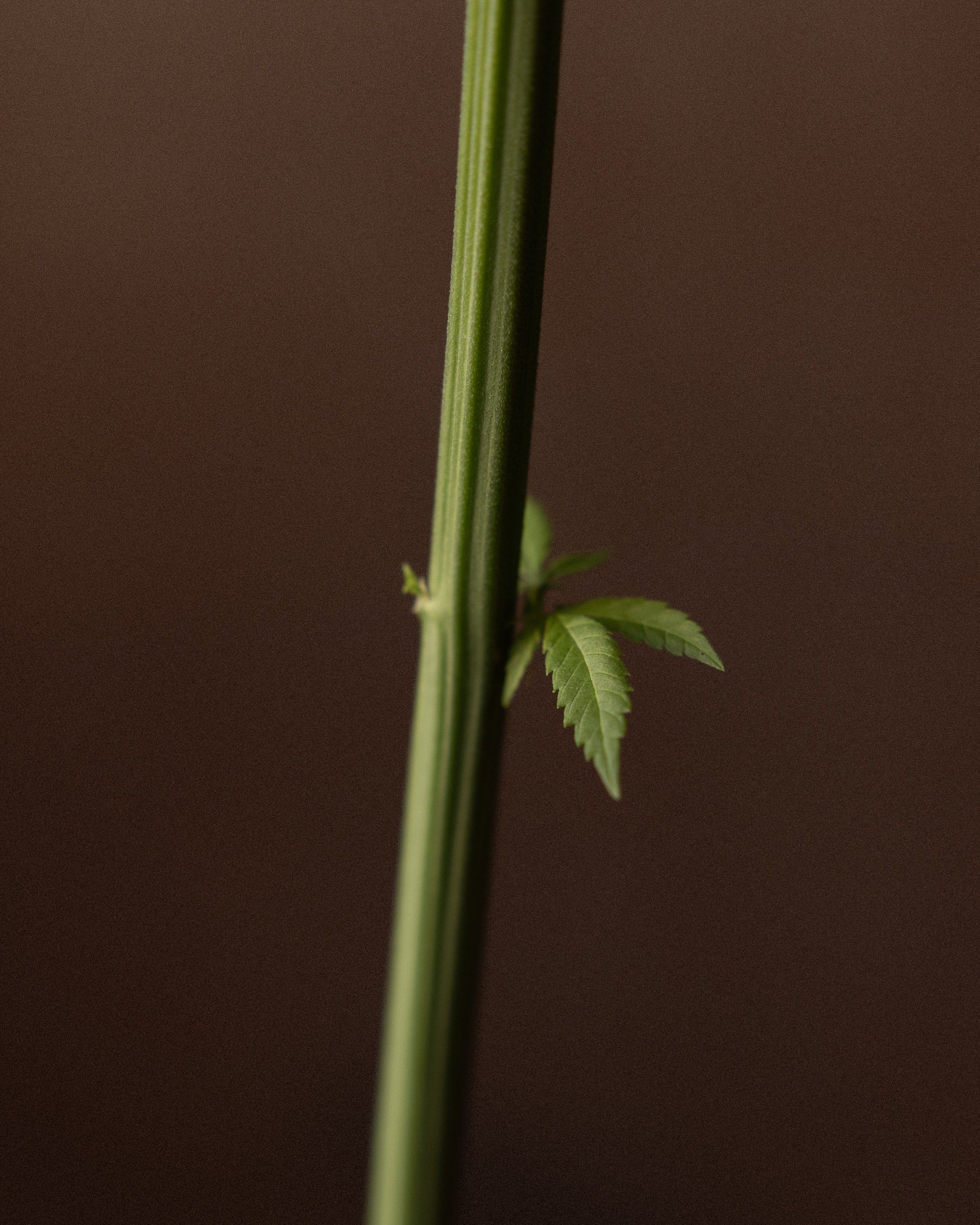   Copyright Opera Campi