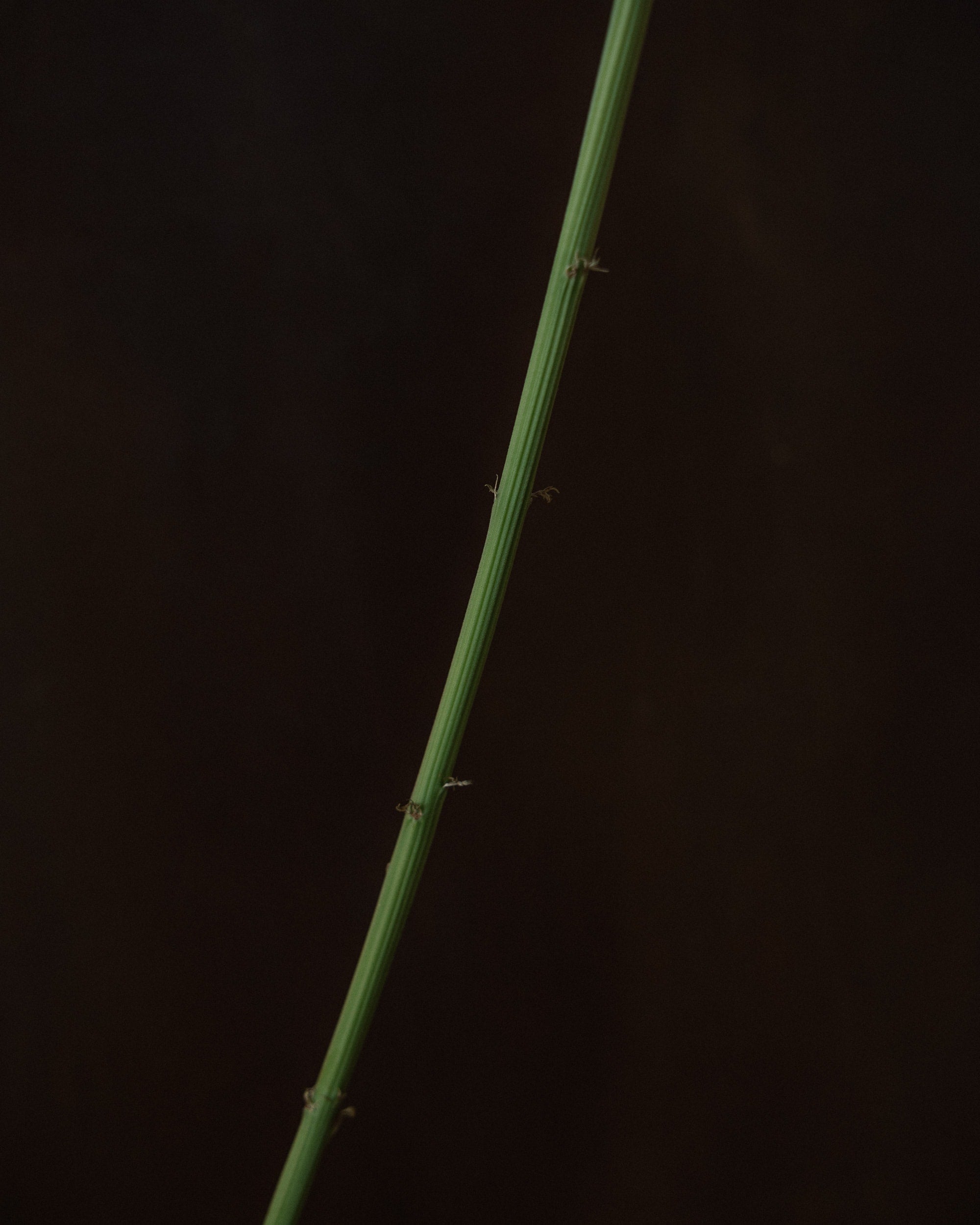   Copyright Opera Campi