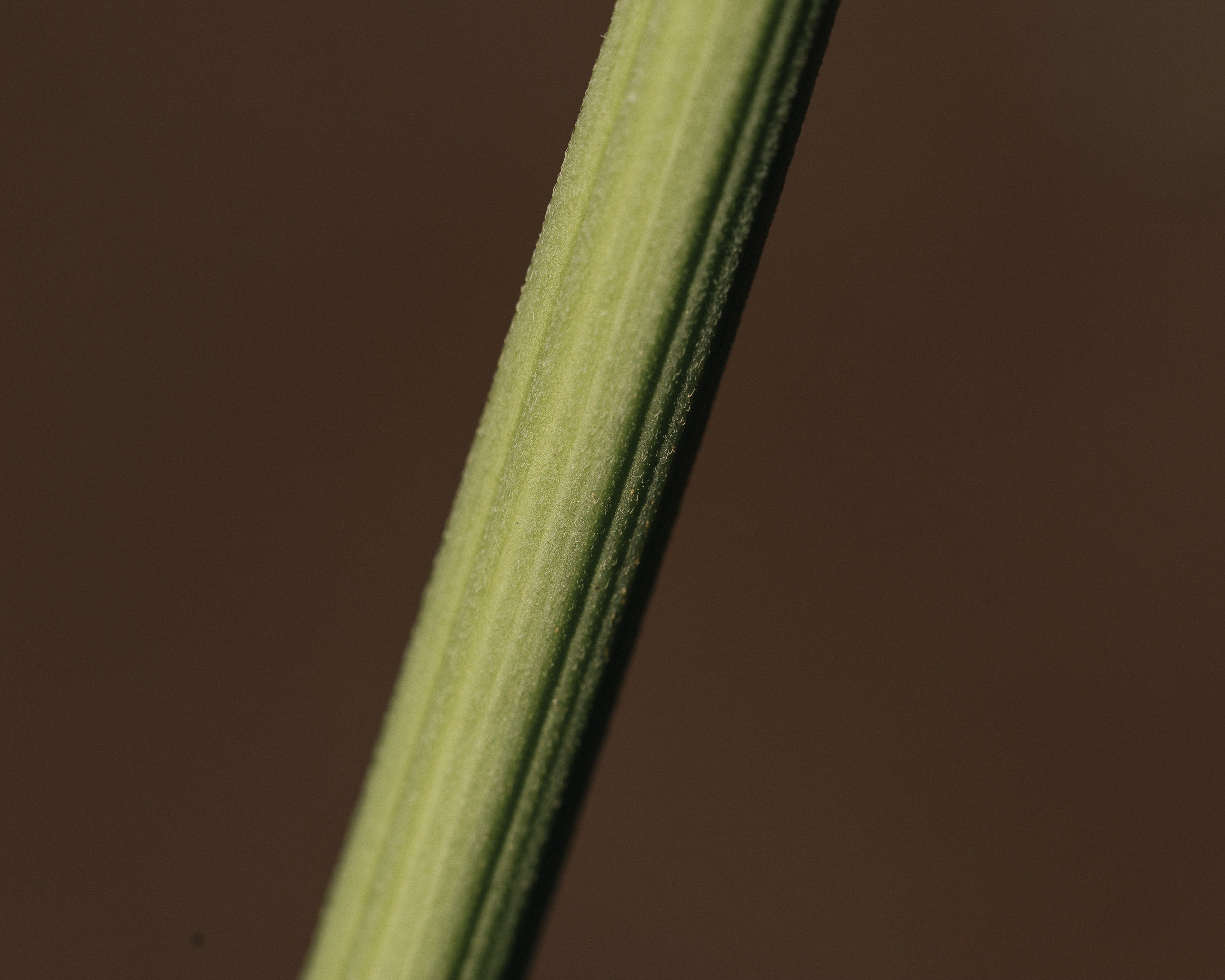   Copyright Opera Campi