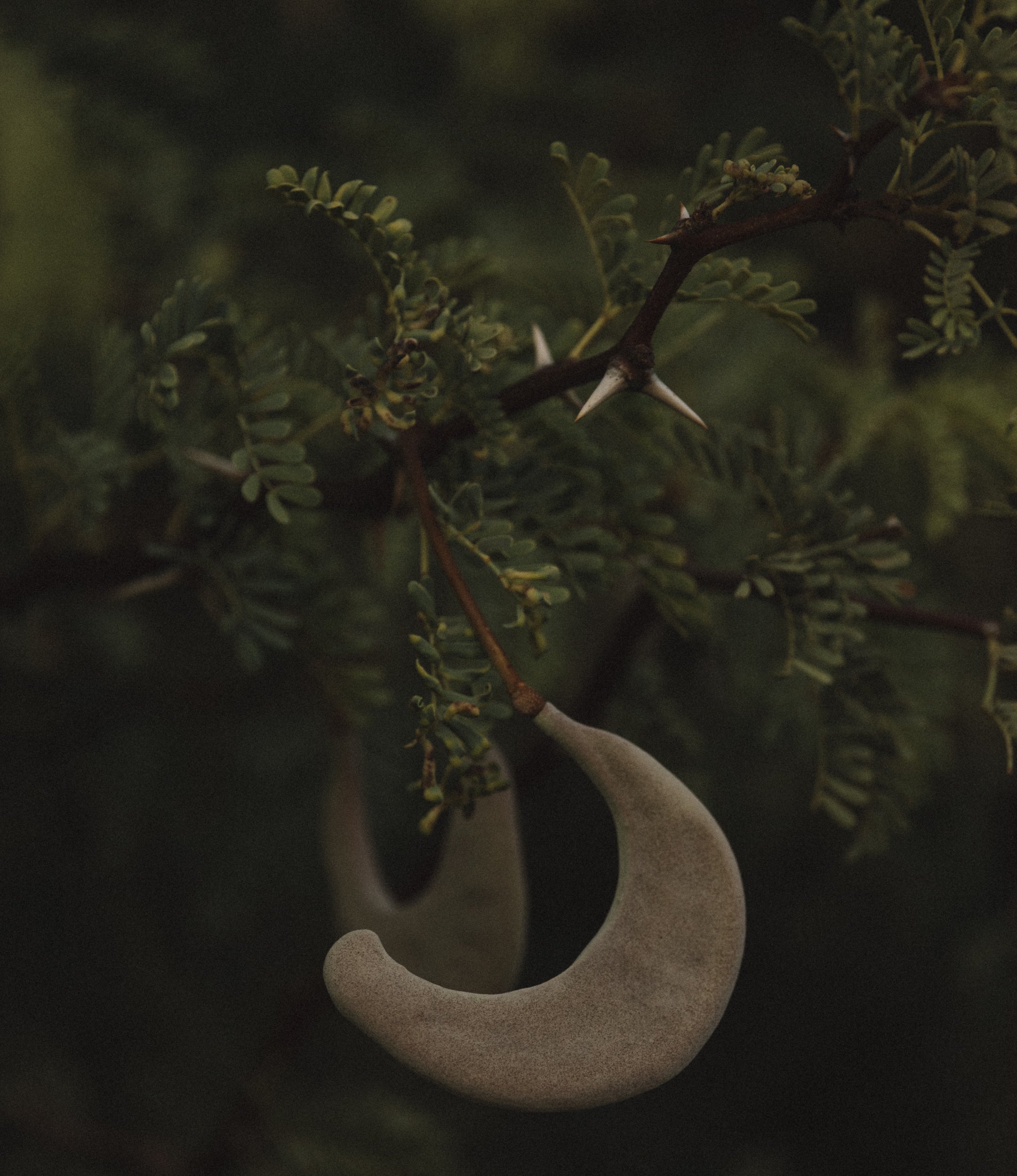   Copyright Opera Campi