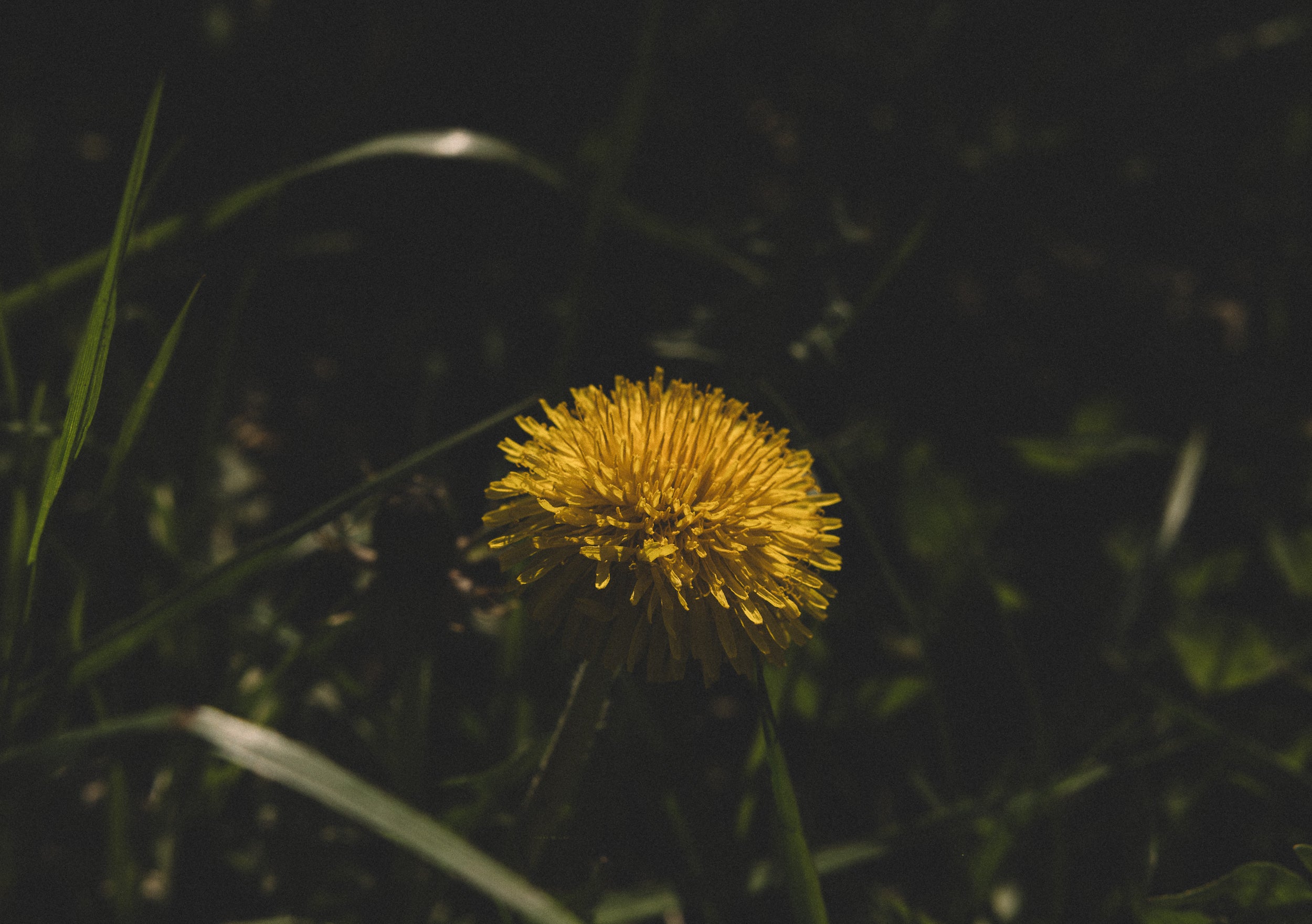   Copyright Opera Campi