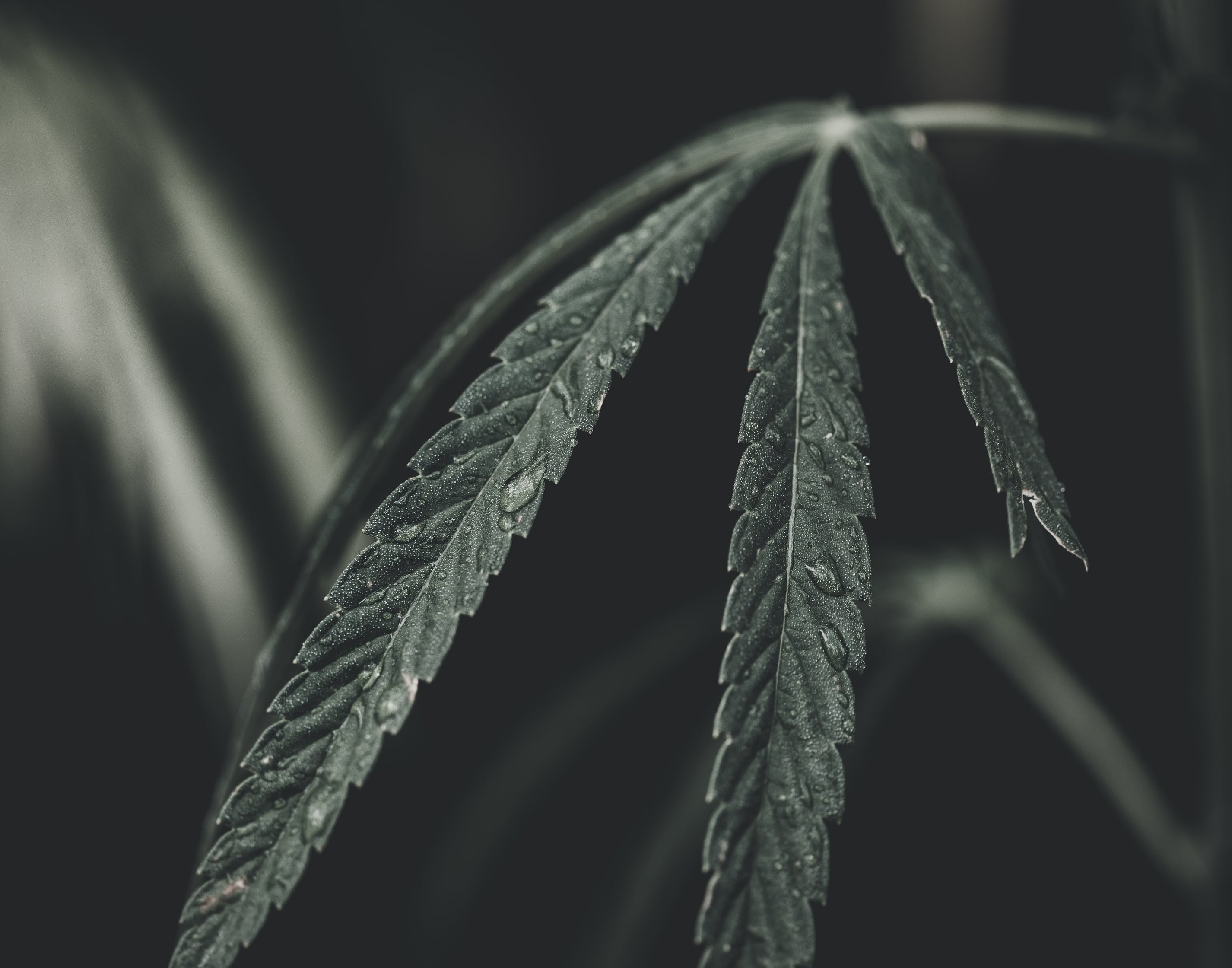   Copyright Opera Campi